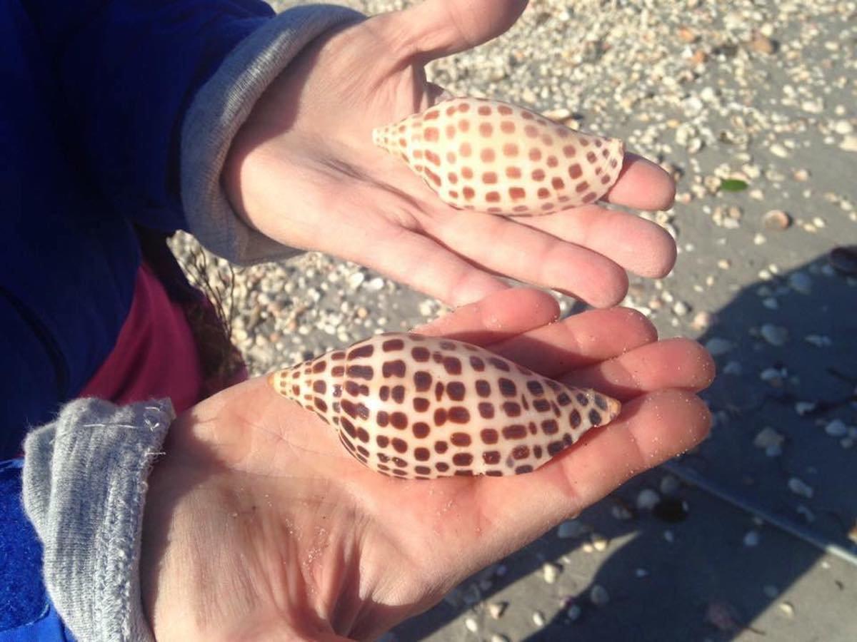 Sand Dollar Shelling