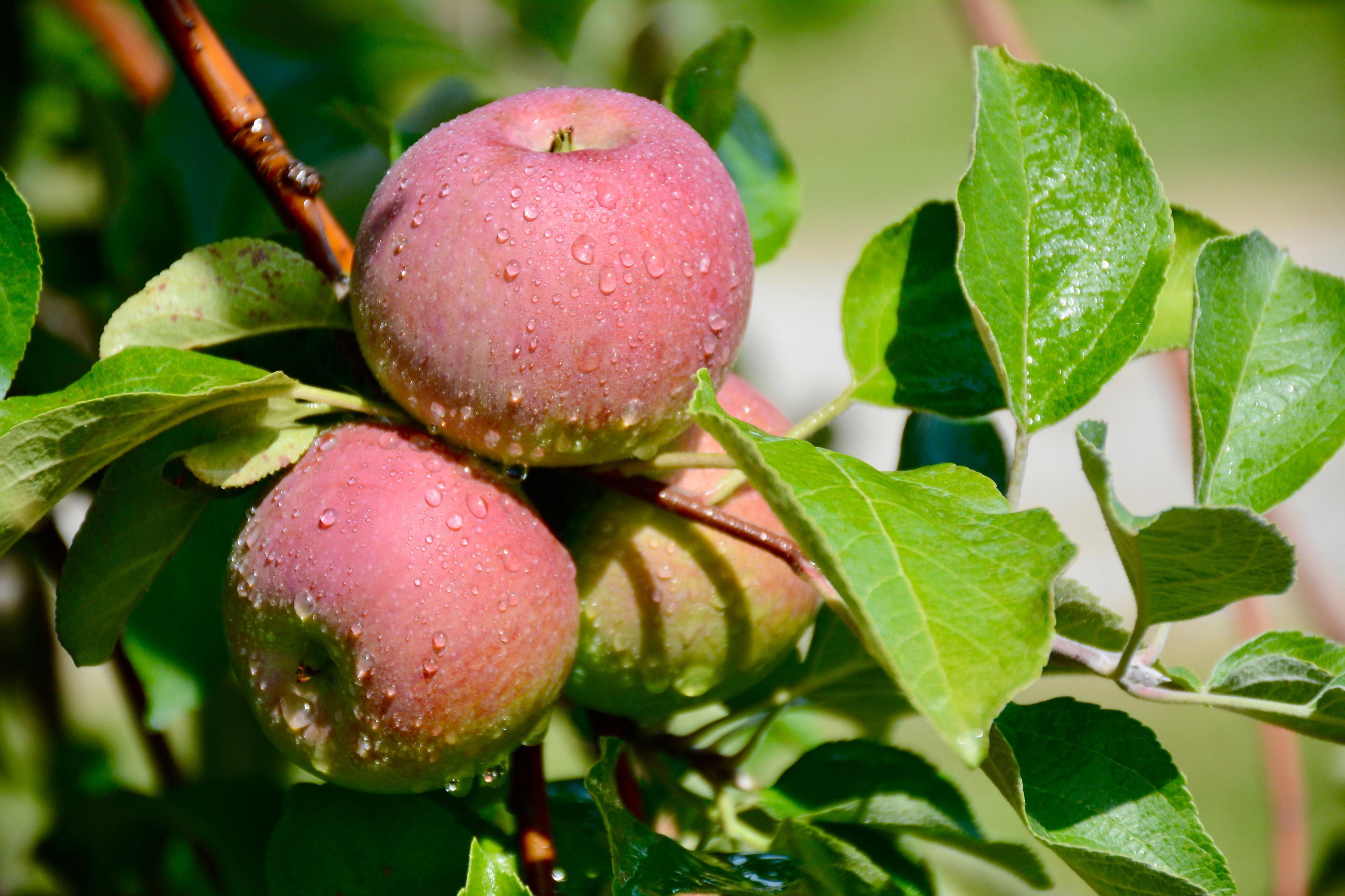 Ricker Hill Orchards