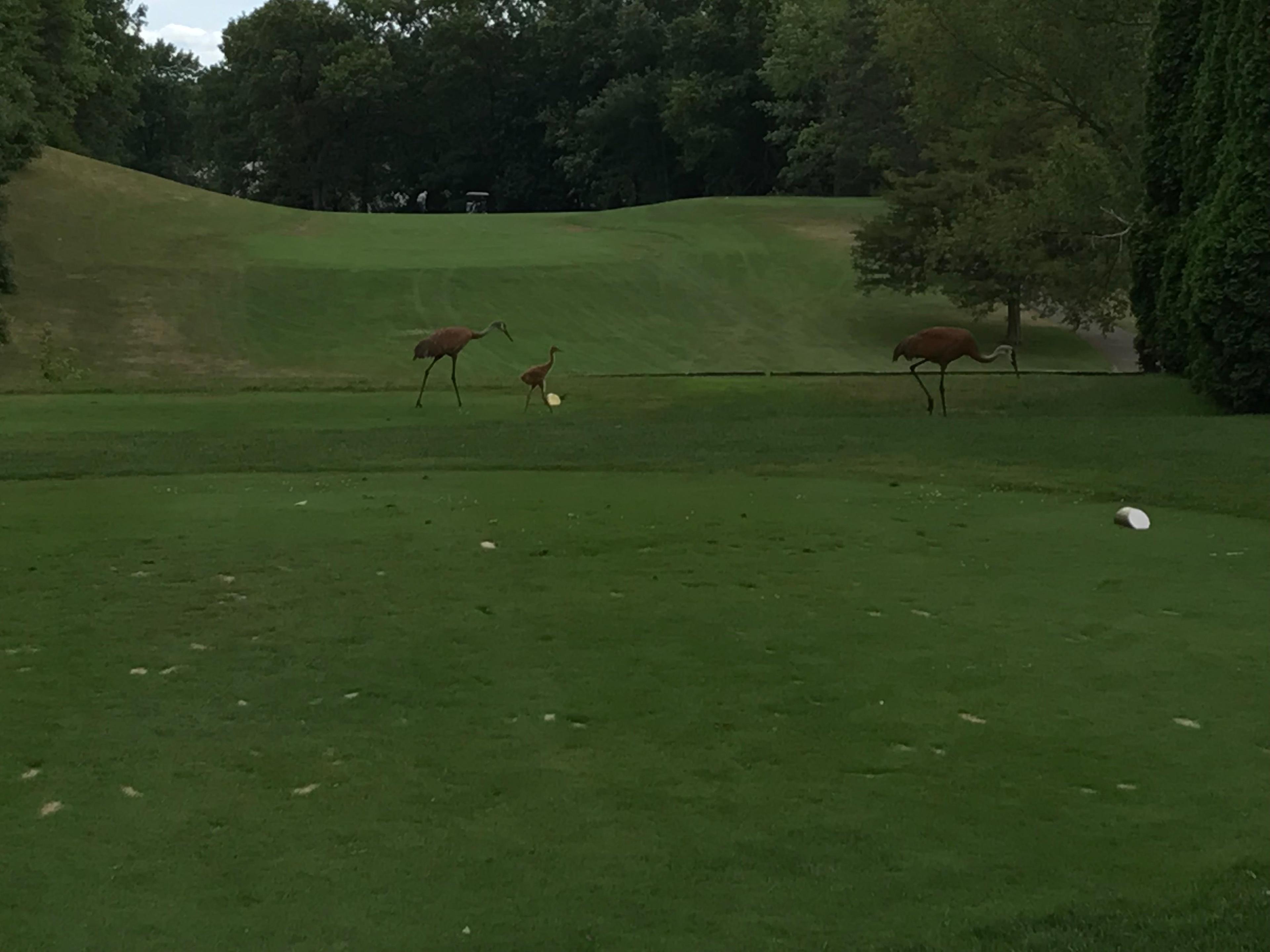 Timber Trace Golf Club