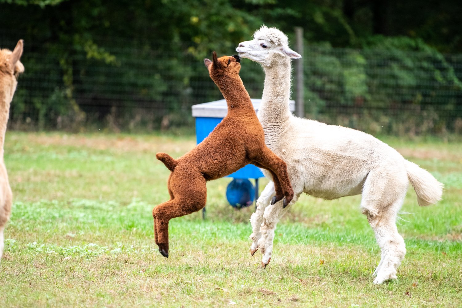 Chakana Sky Alpacas