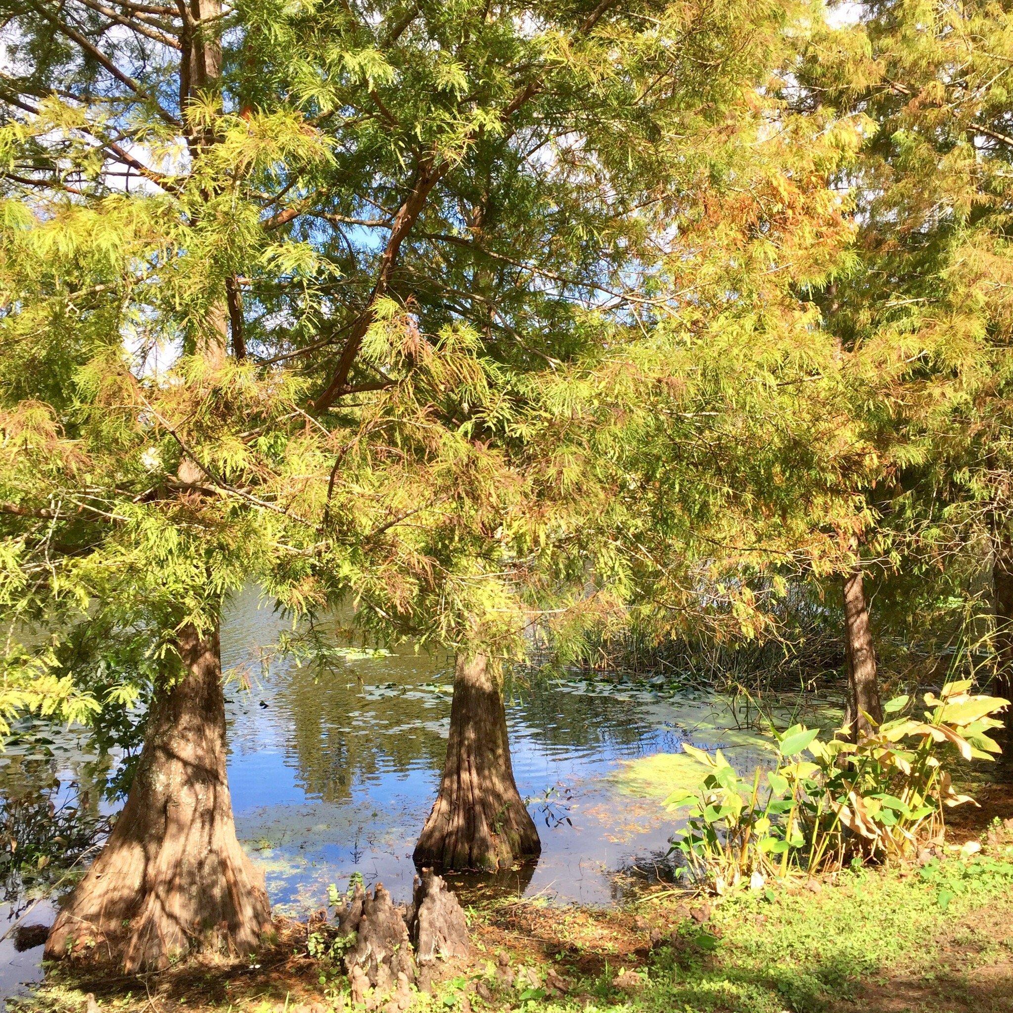 Greenwood Urban Wetlands