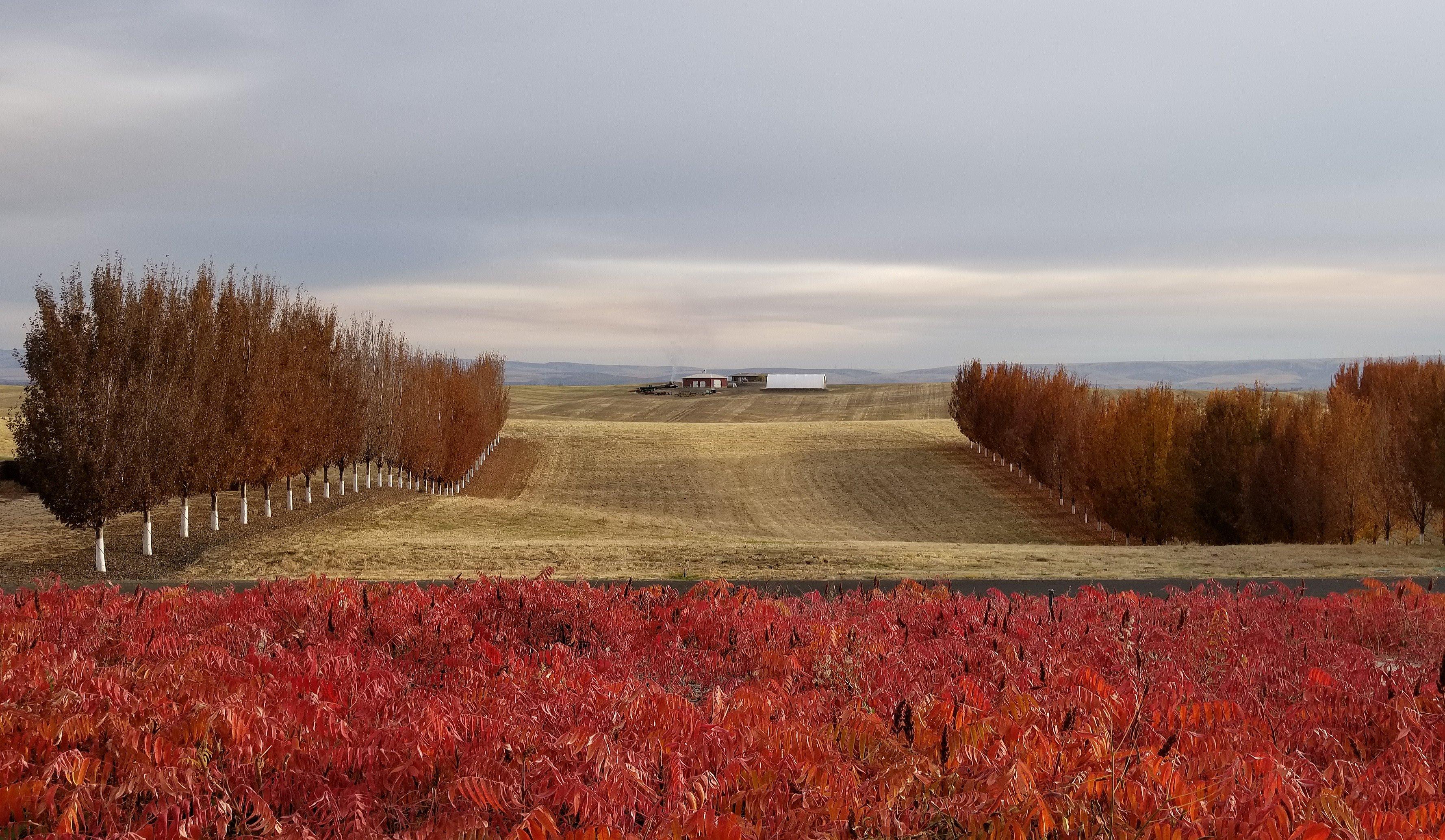 Long Shadows Vintners