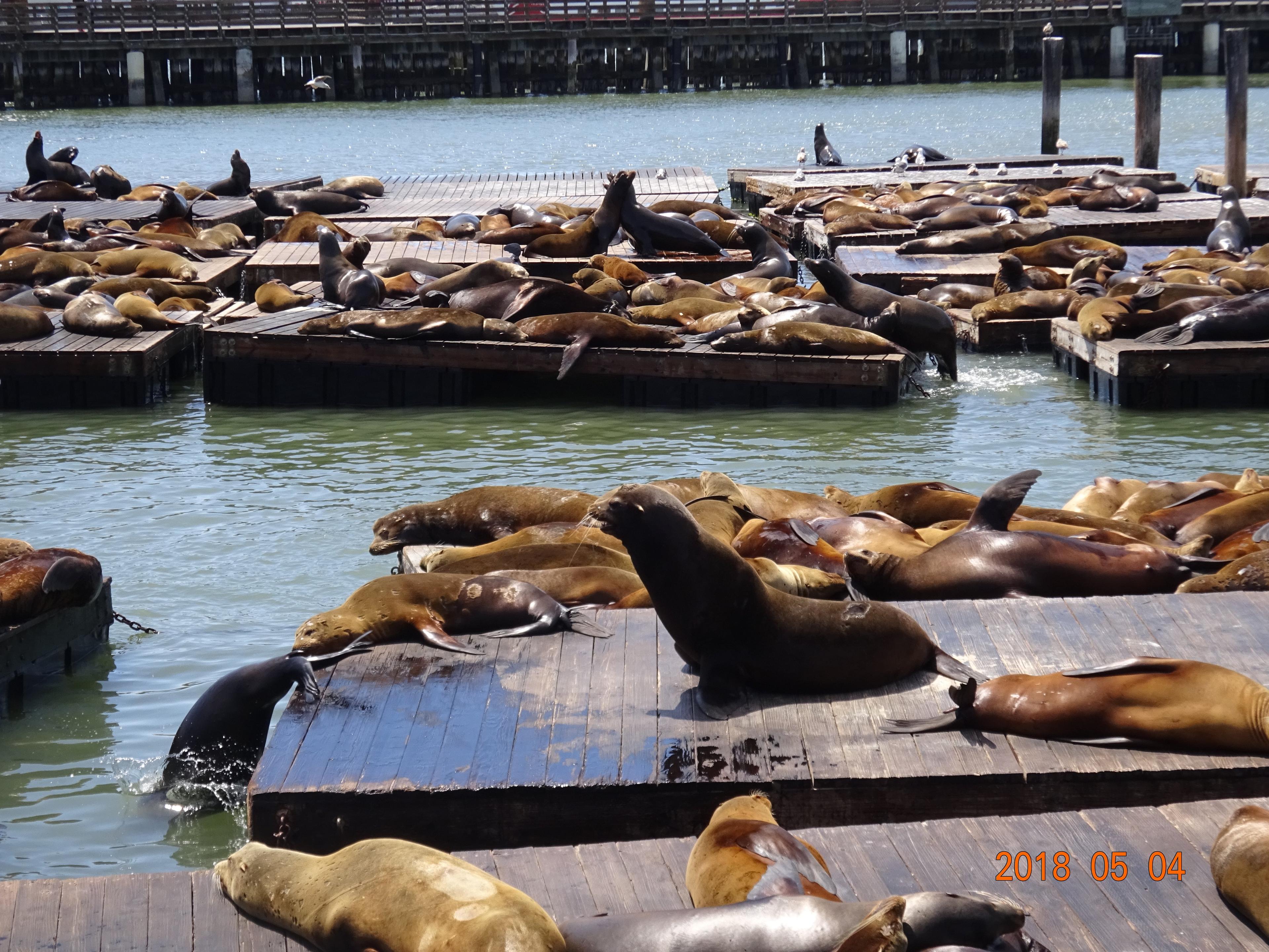 Sea Lion Center