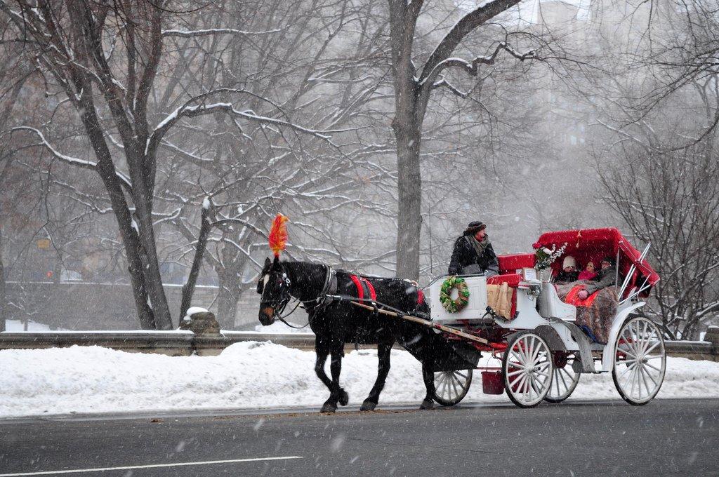 Central Park Horses