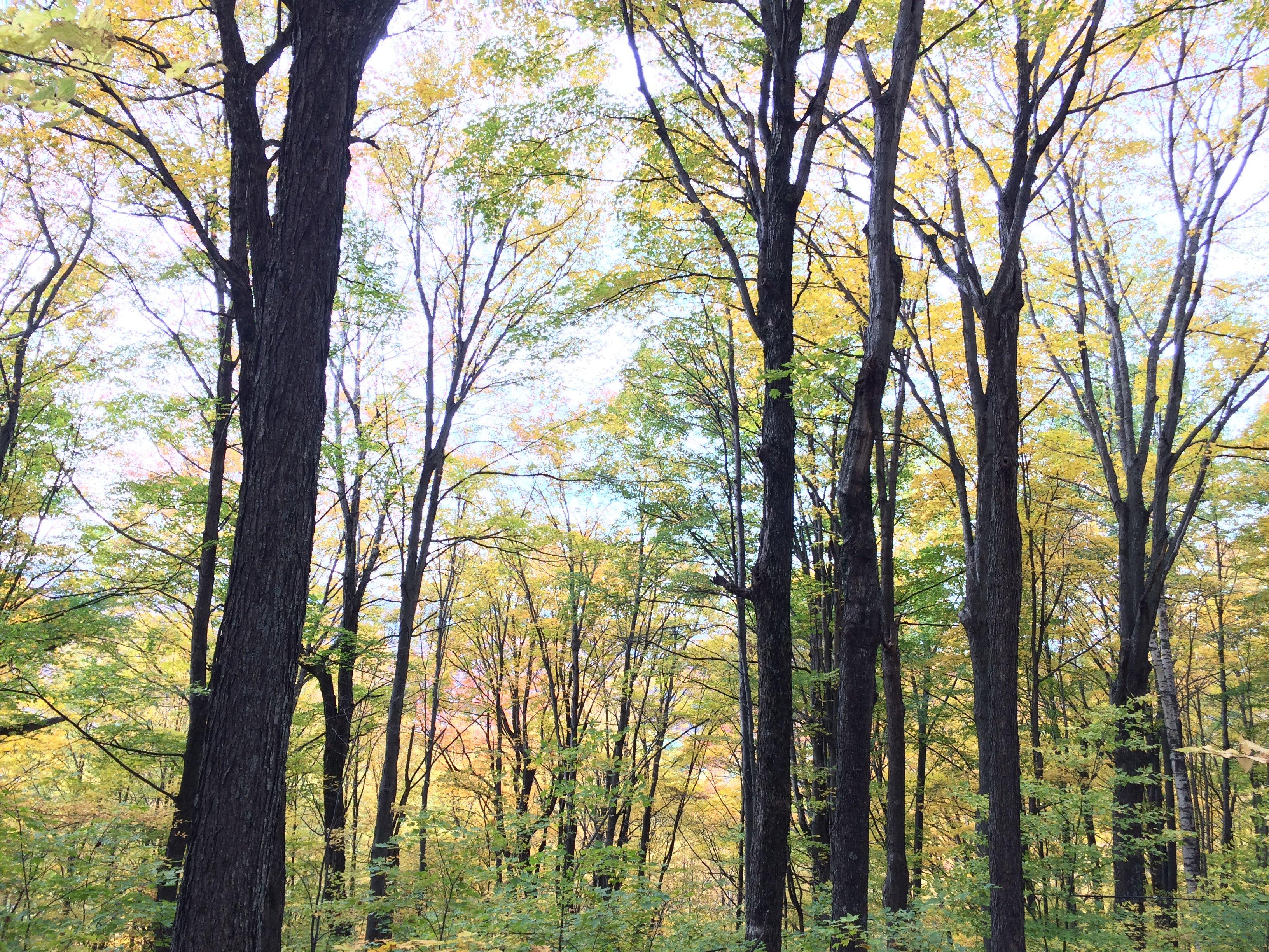 Baird Farm Maple Syrup