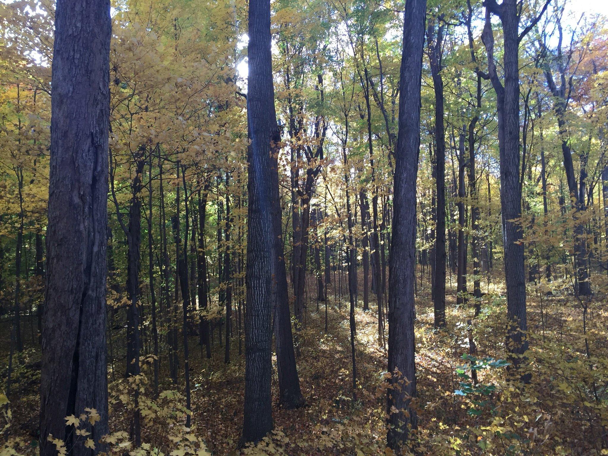 Maybury State Park