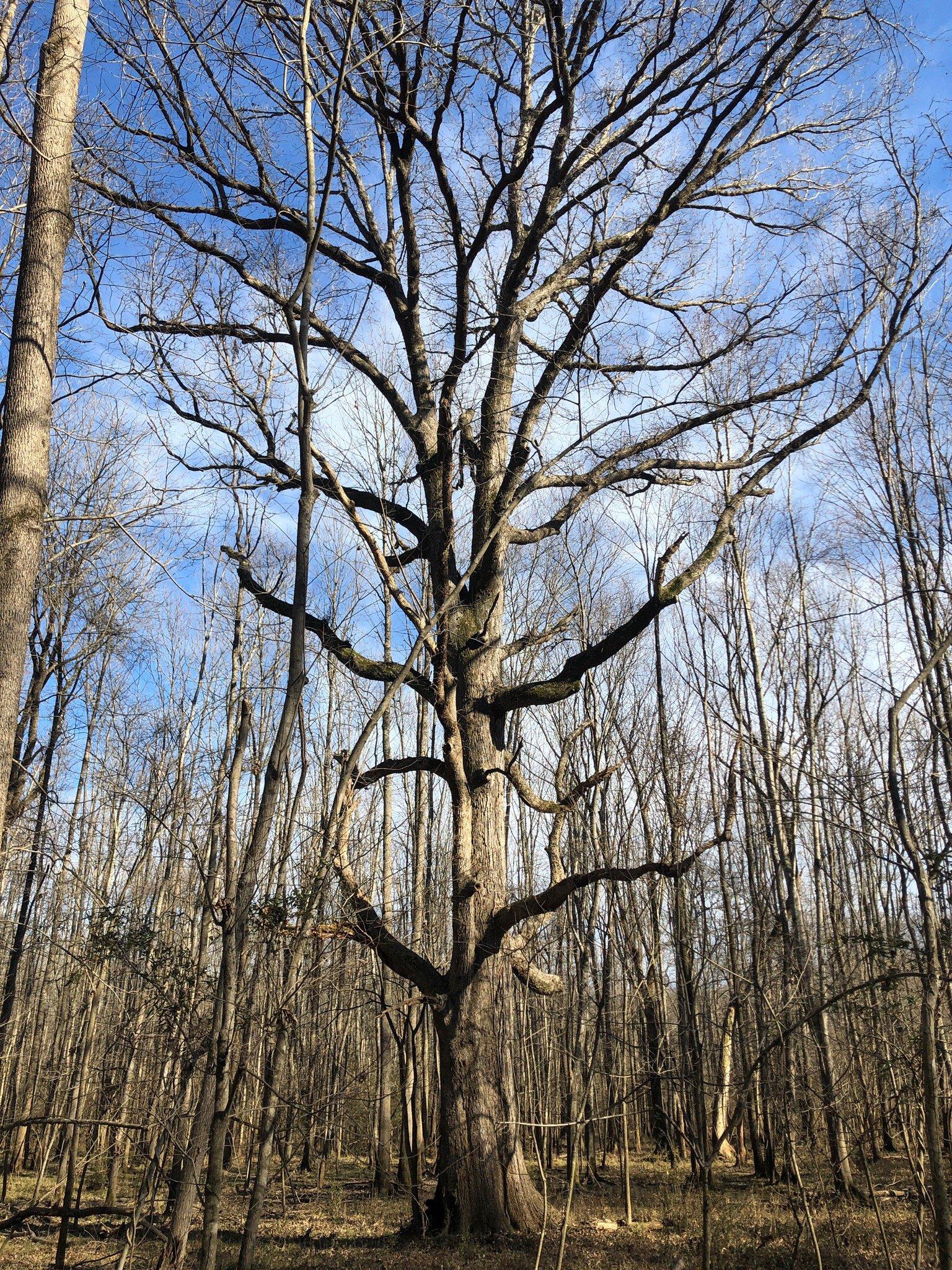 Six Mile Creek Greenway