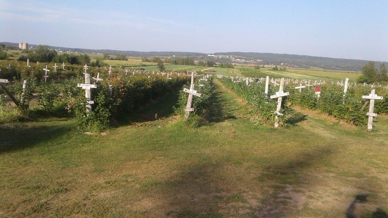 Harper's U-Pick Raspberries