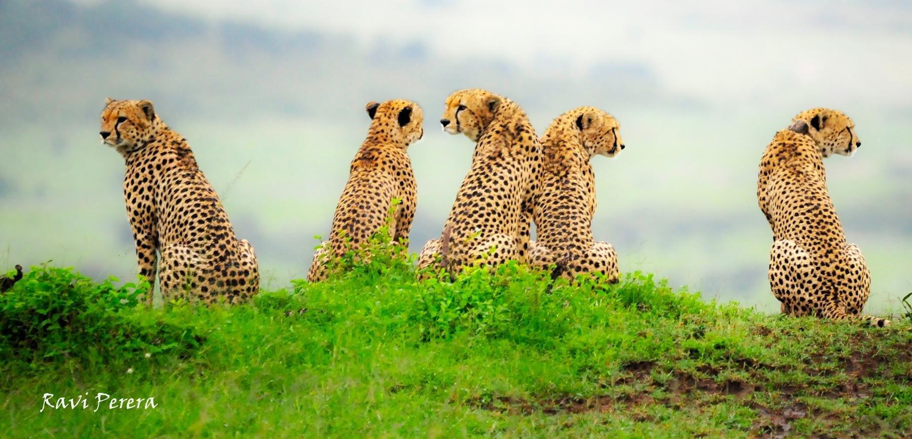 SerendipityNtravel Safaris