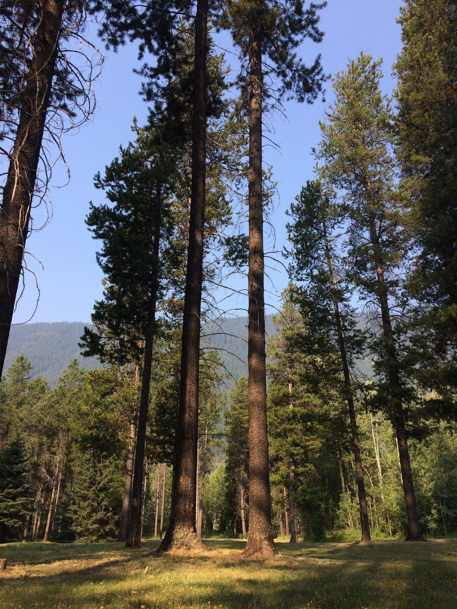 Mountain Shadows Campground