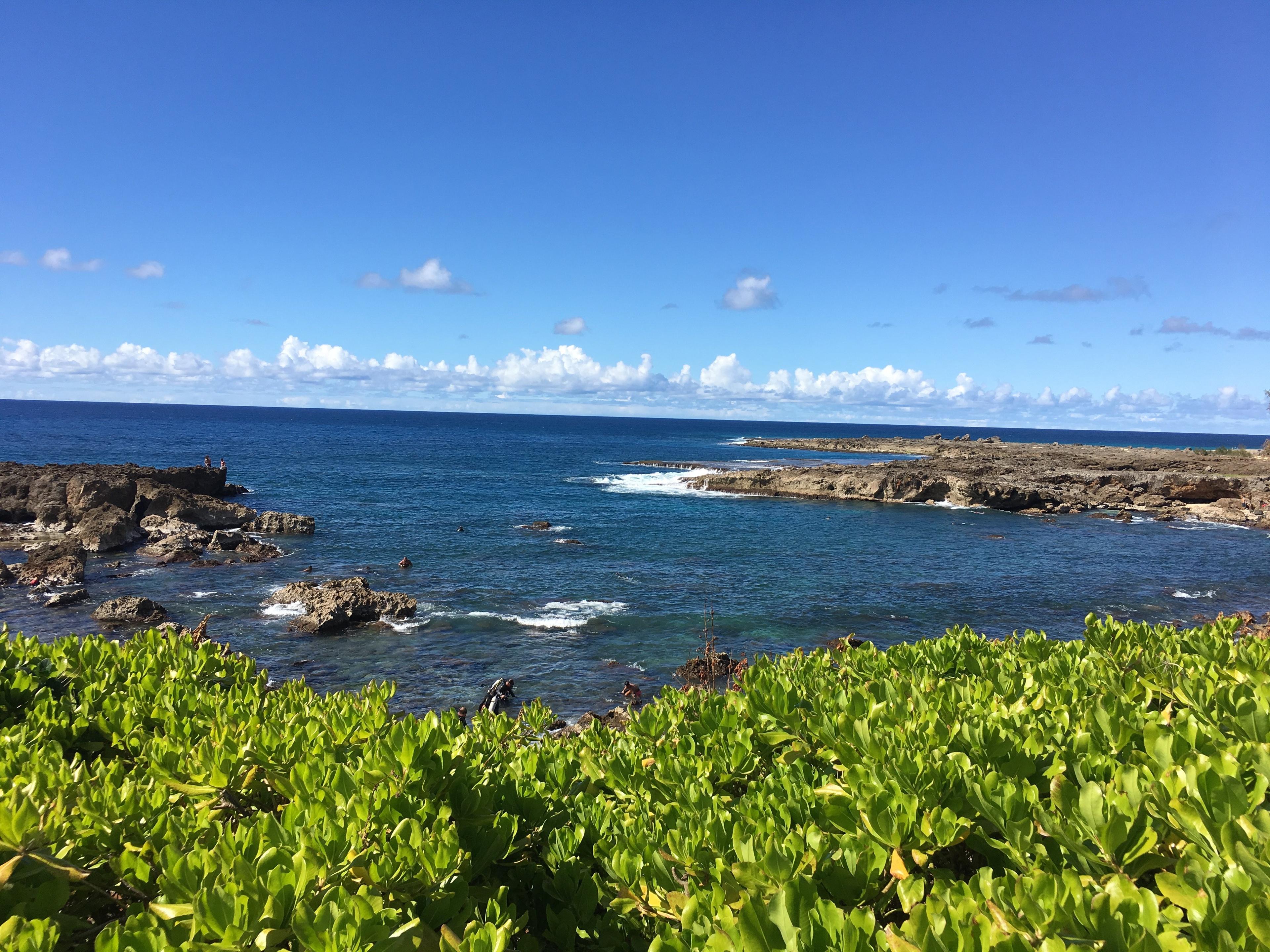 Shark's Cove