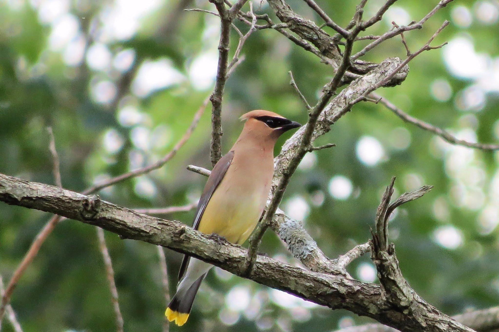 Big Oaks National Wildlife Refuge