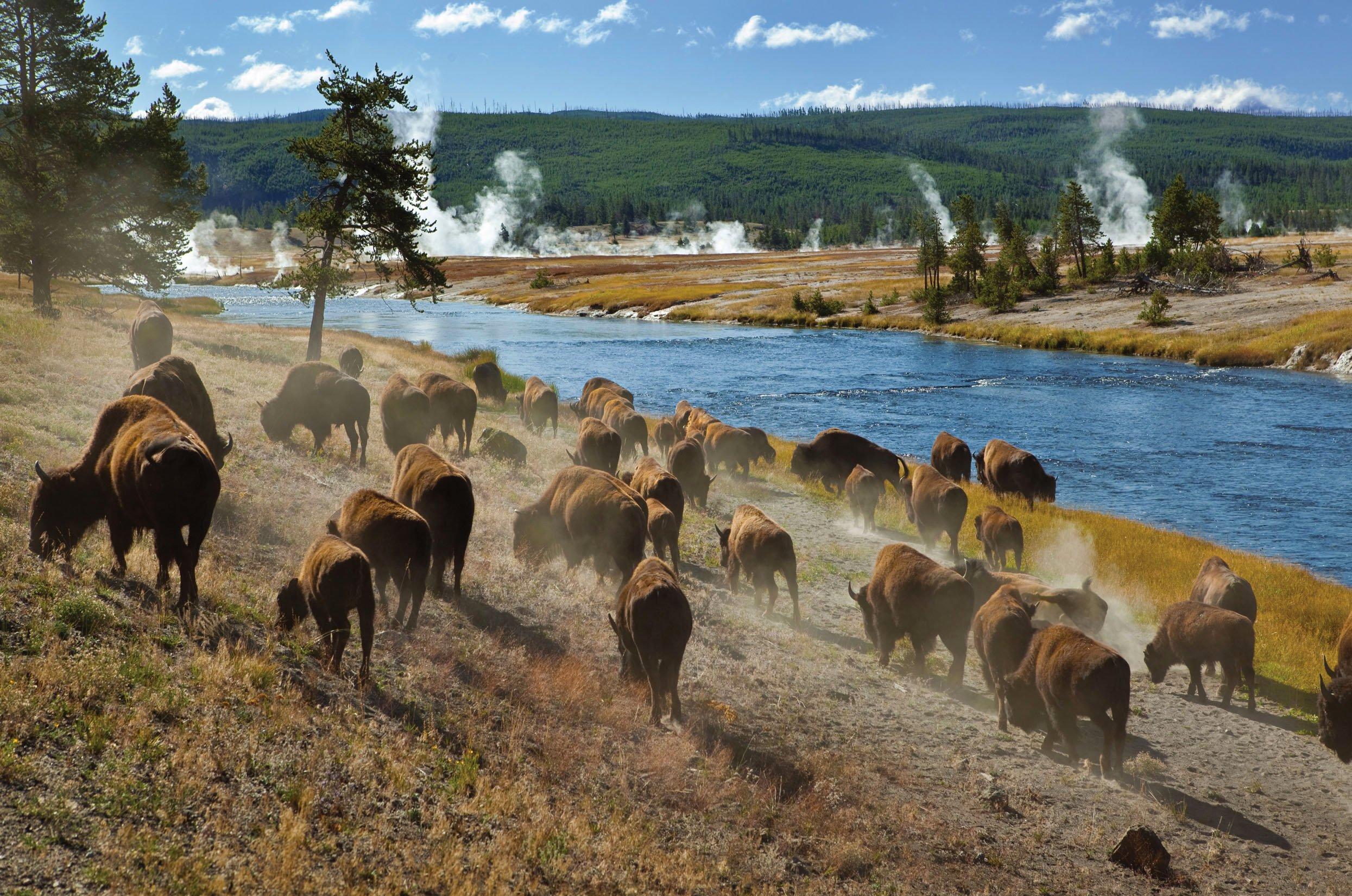 See Yellowstone Tours