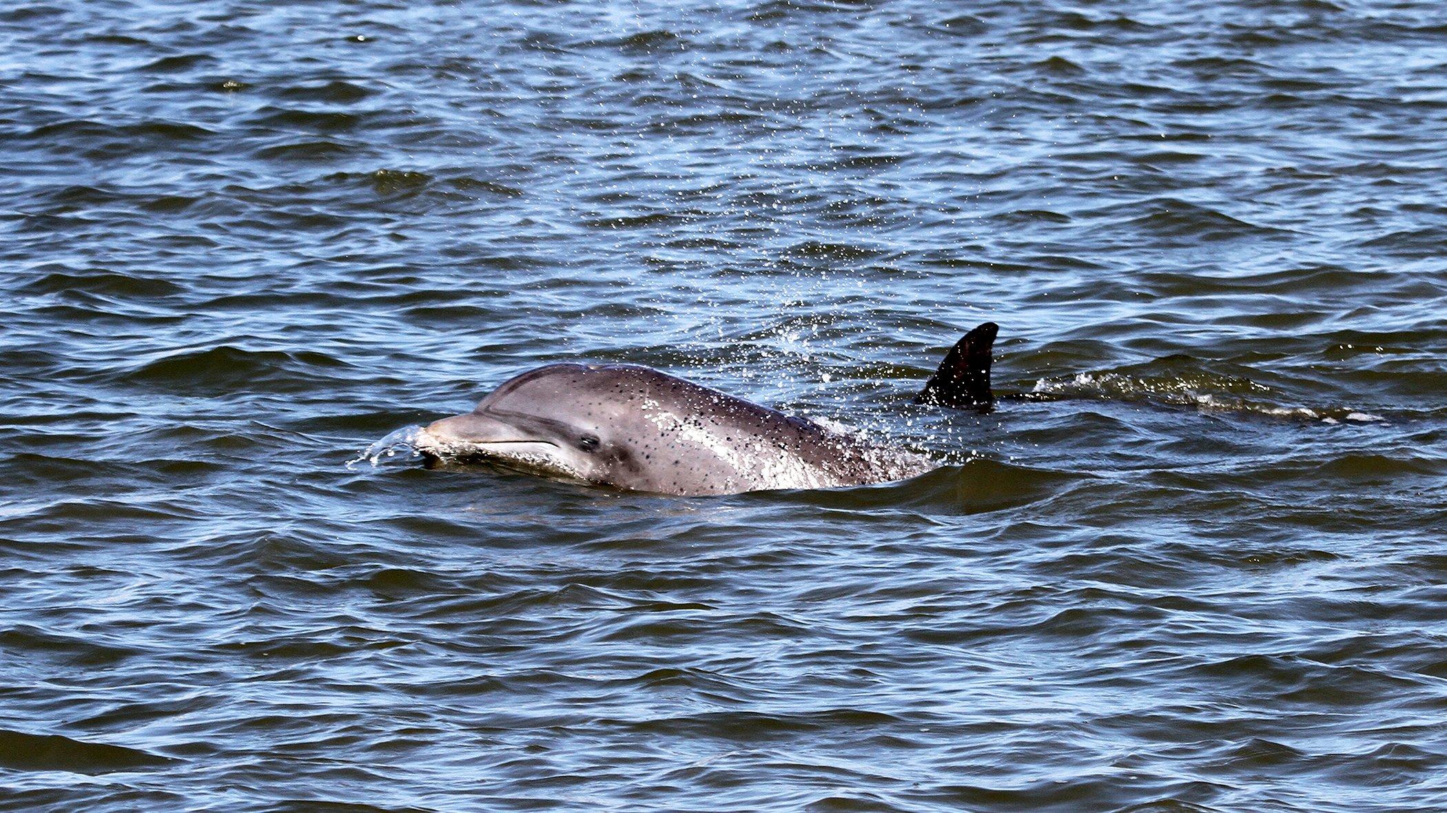 Captain Derek's Dolphin Adventure