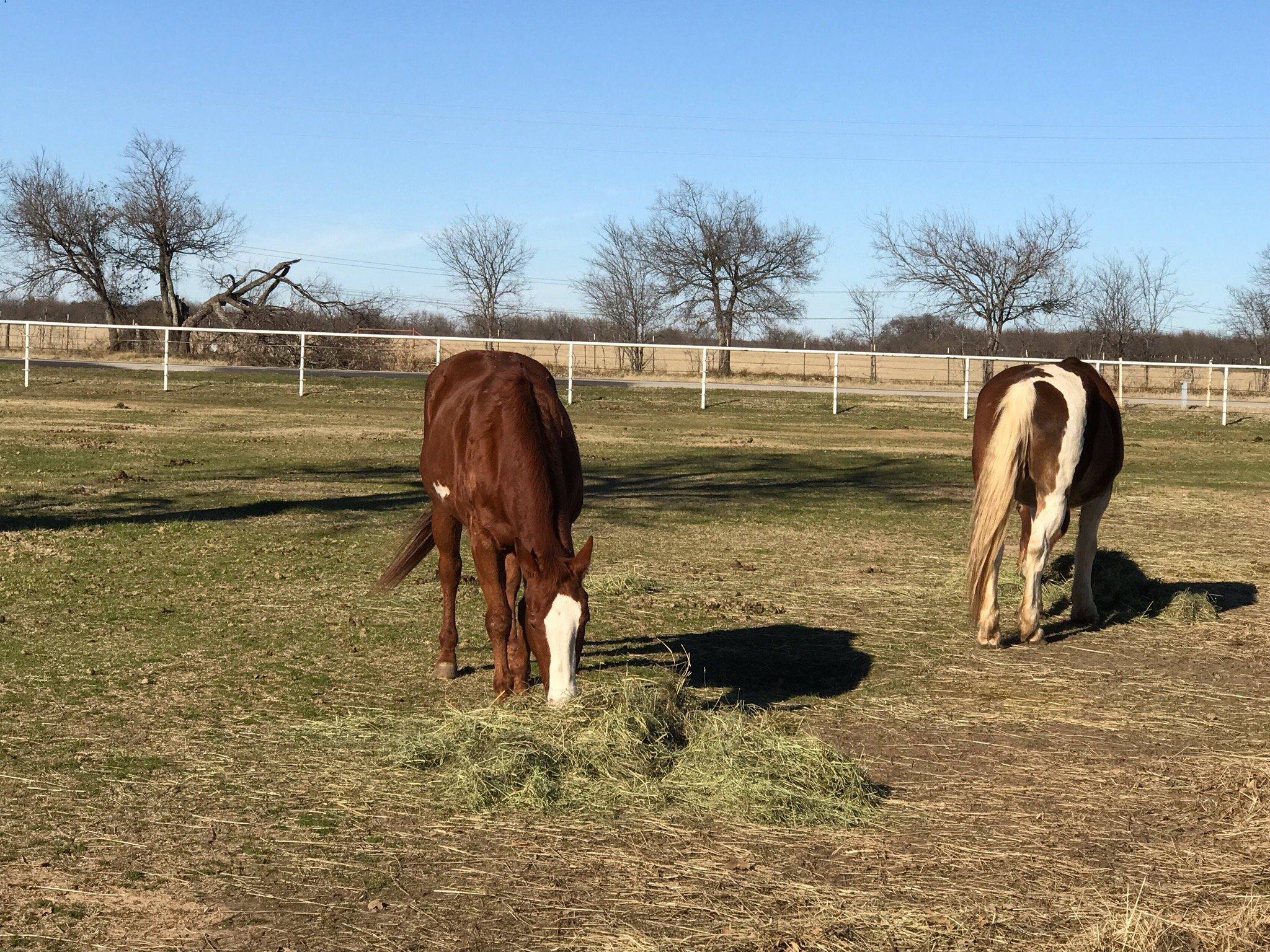 Ranch Hand Rescue