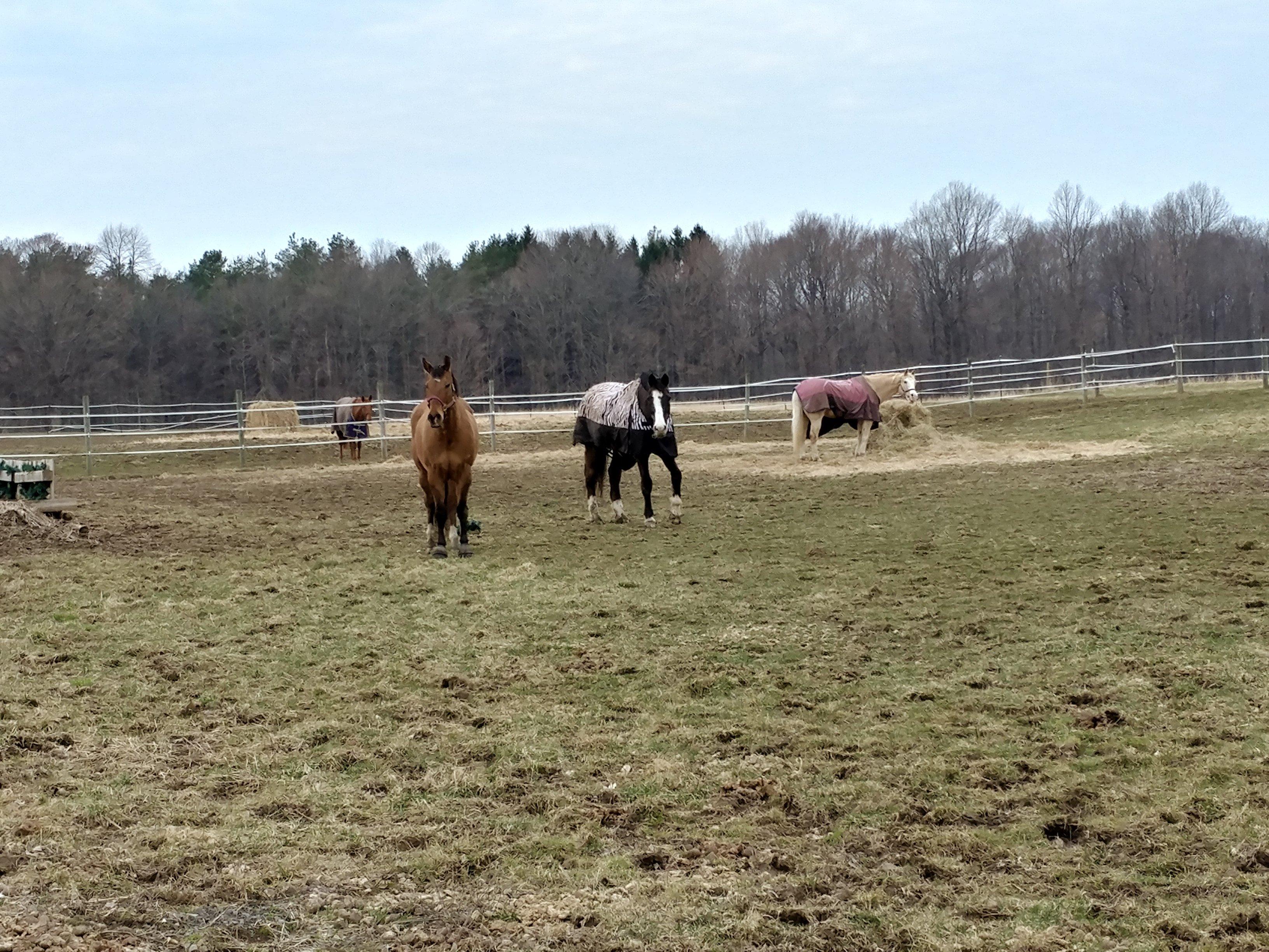 Engleside Stables