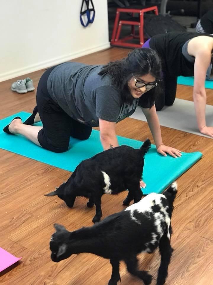 Waco Goat Yoga