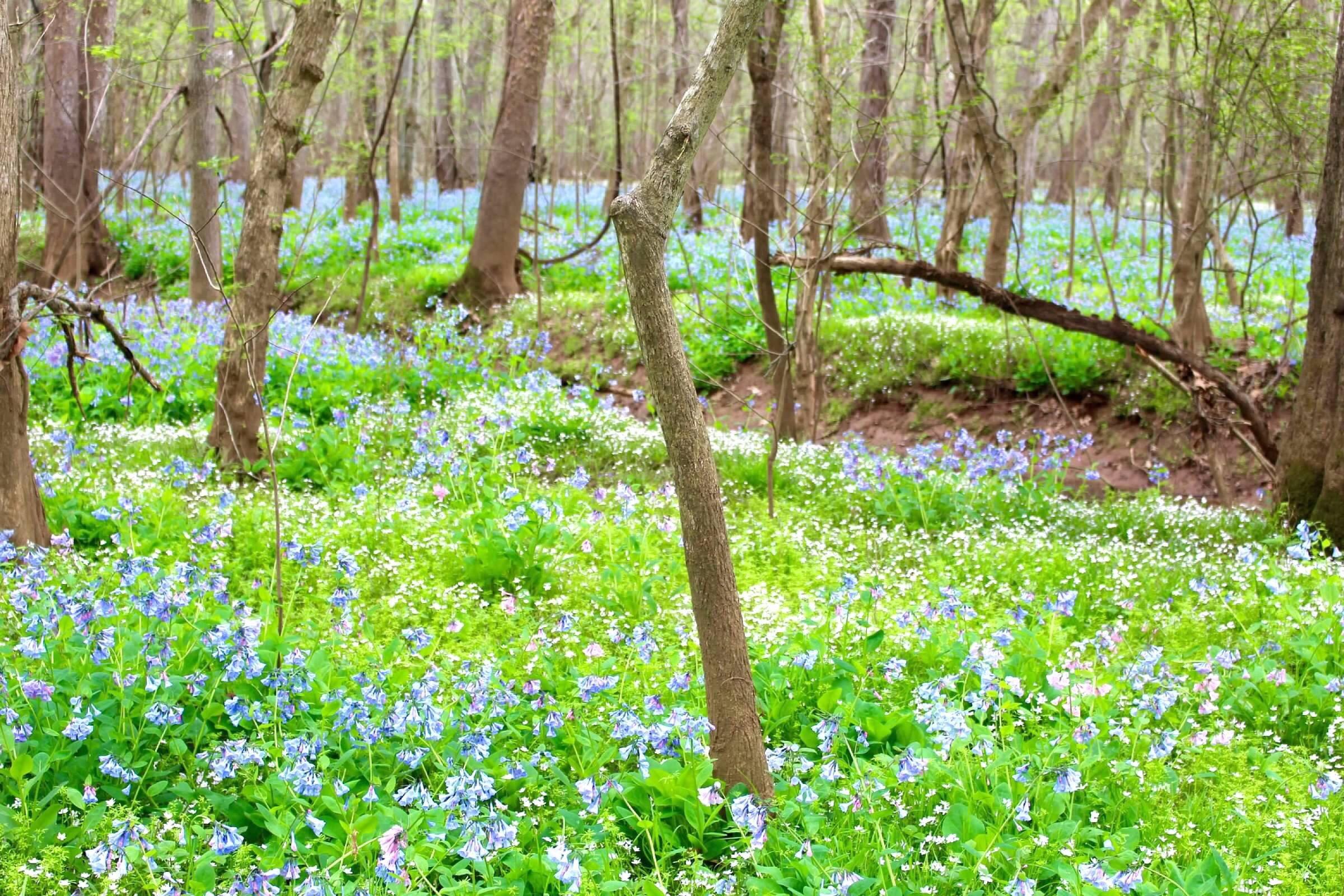 Merrimac Farm Wildlife Management Area