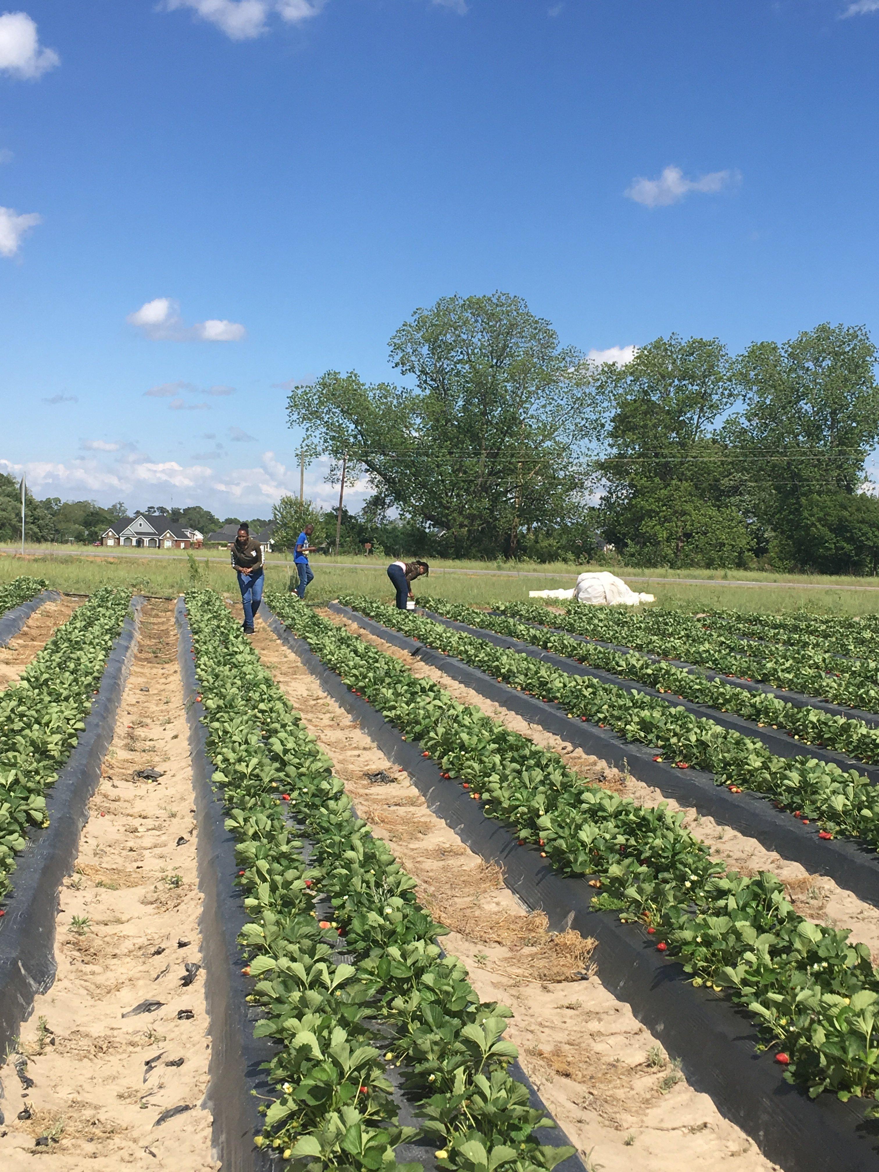 Cottle Strawberry Farm