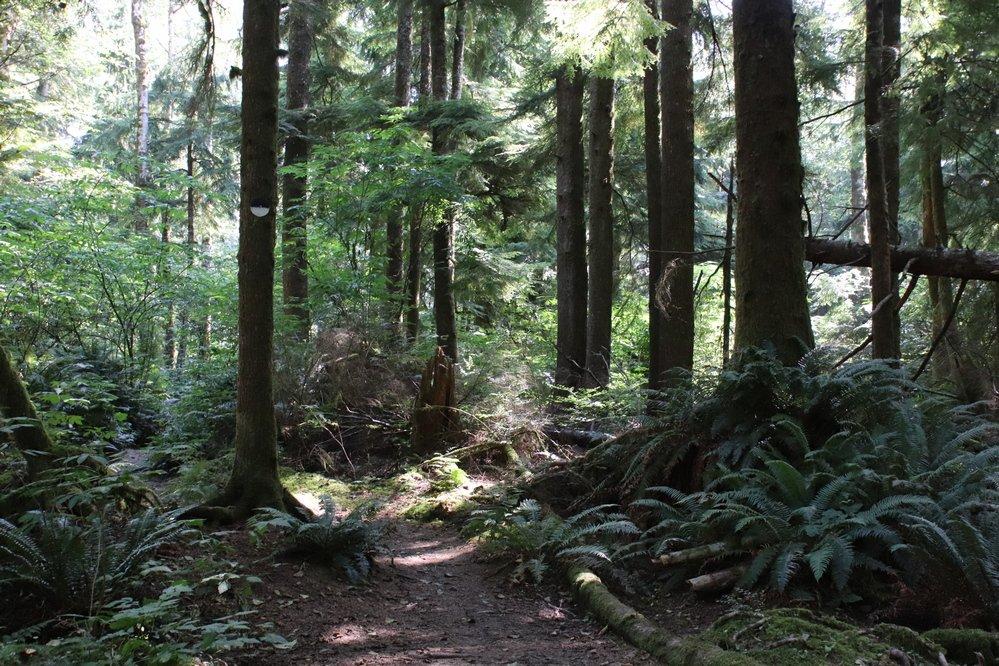 Cathedral Tree Trail