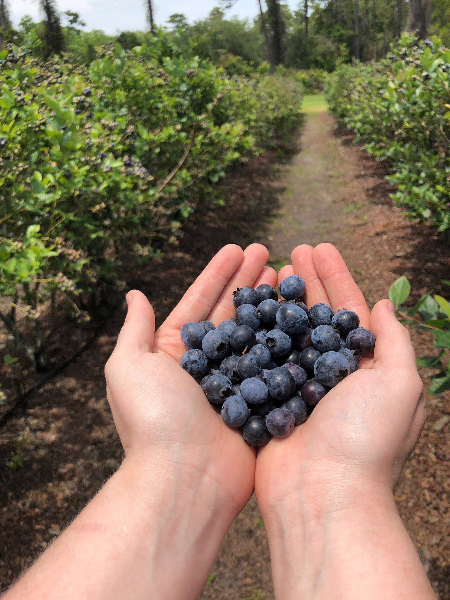 Williams Blueberry Farm