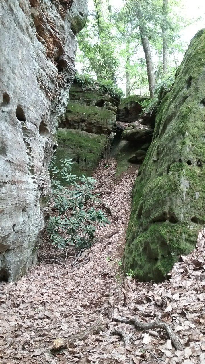 Rhododendron Cove State Nature Preserve