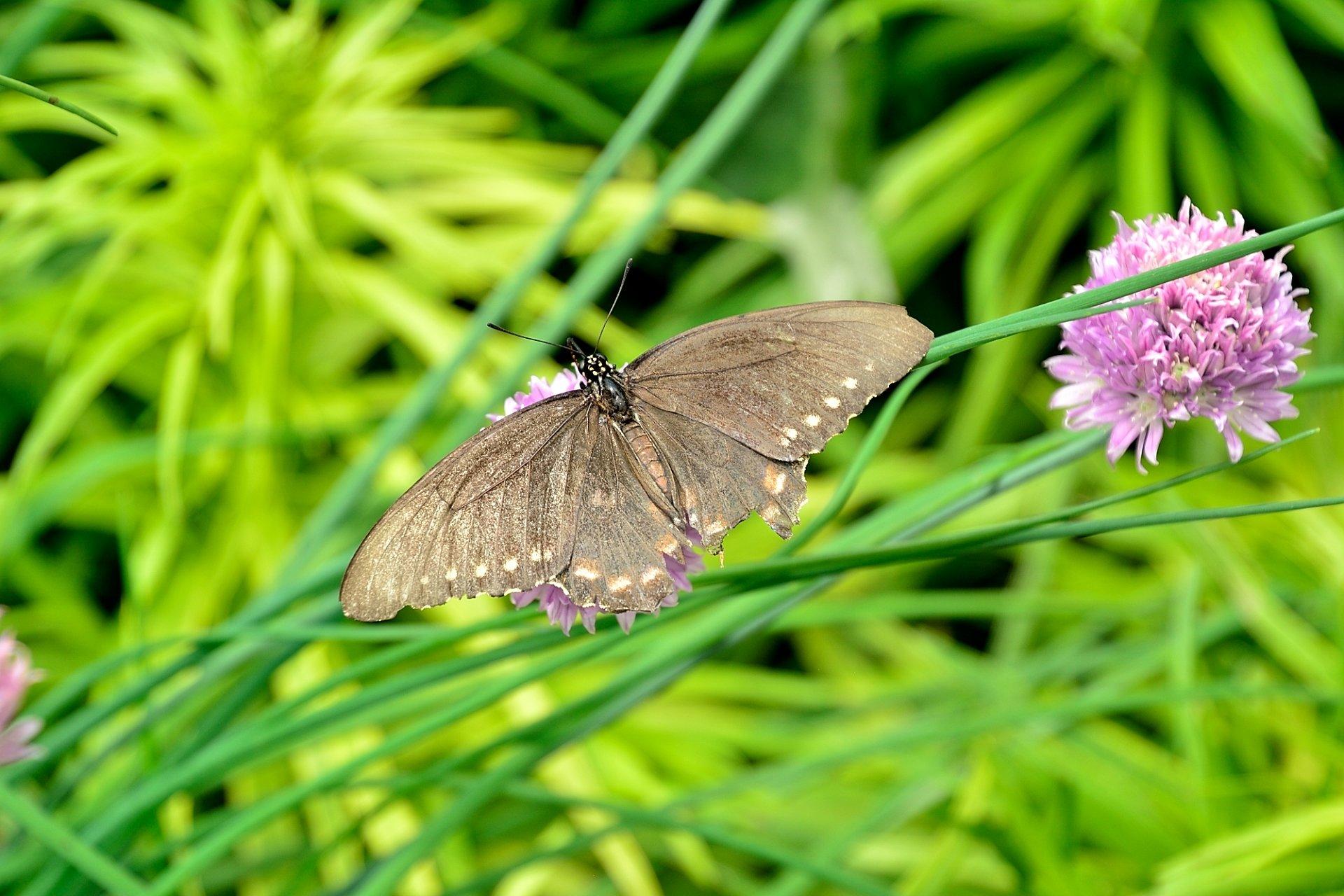 The Butterfly Haven