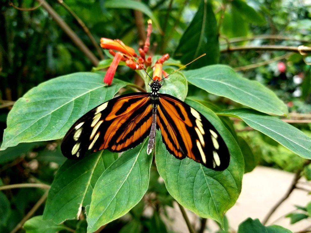 Butterfly Pavilion