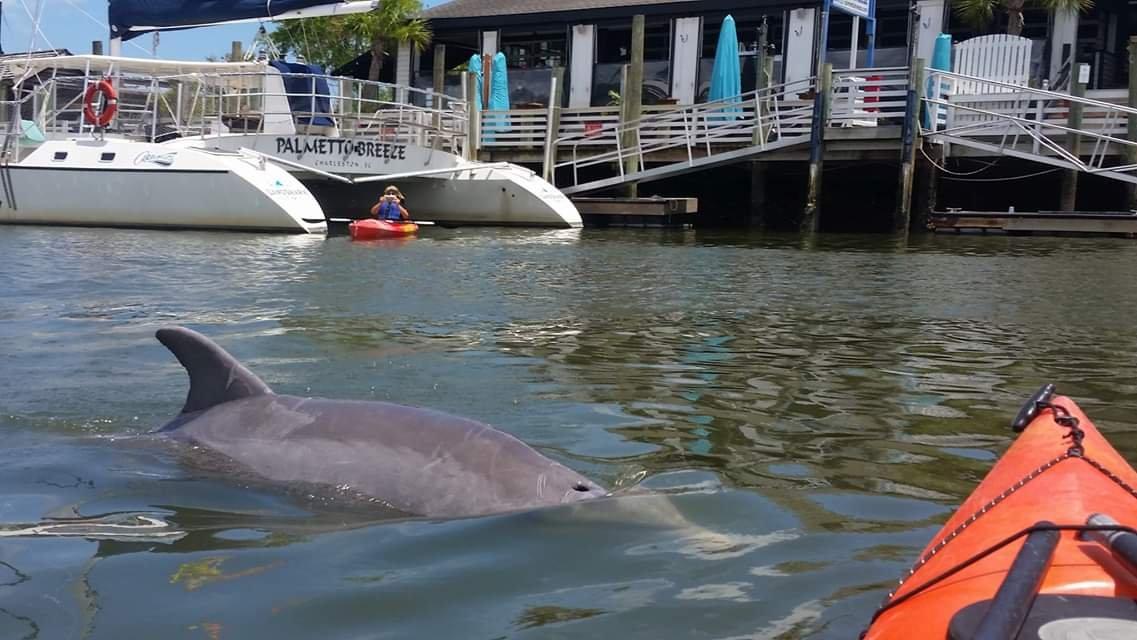 Nature Adventures On Shem Creek