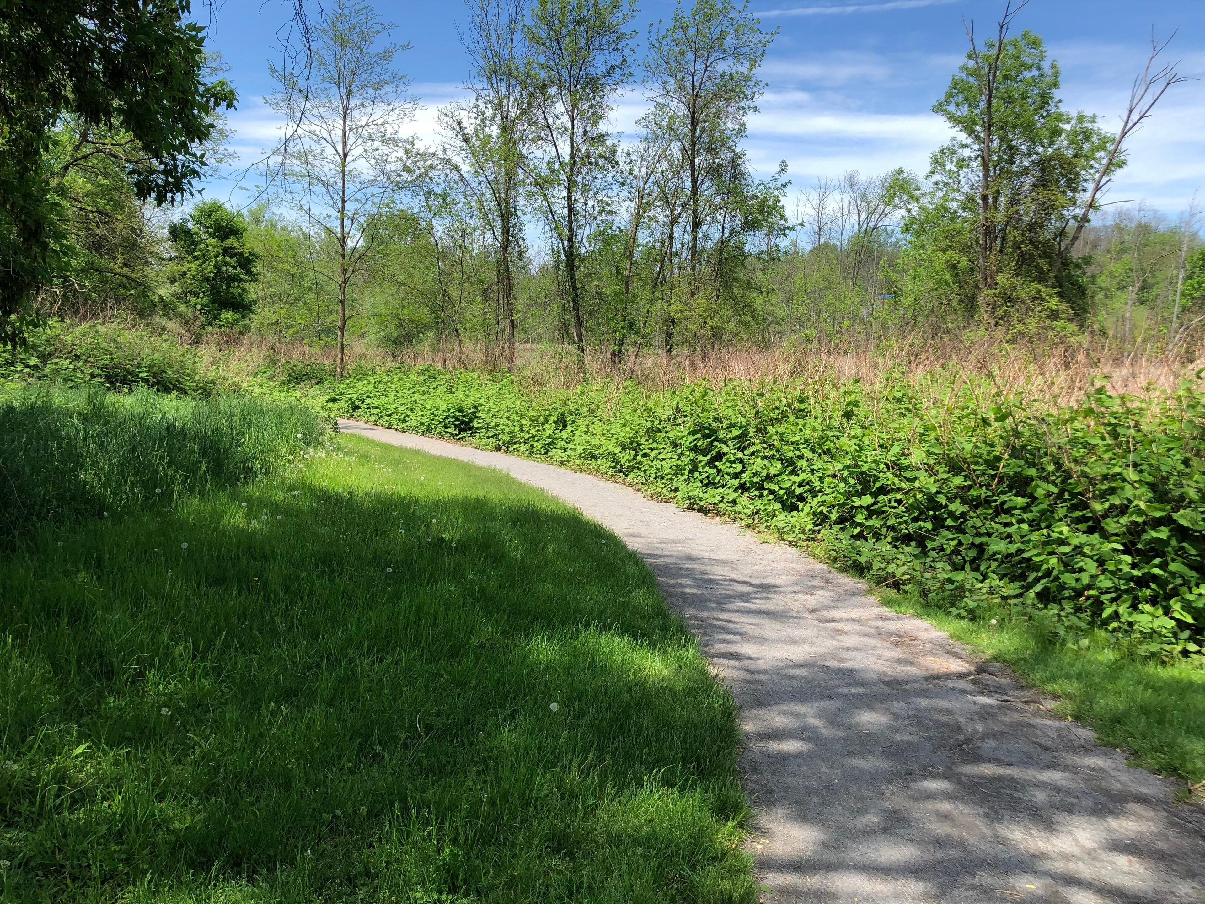 Thomas Creek Wetland Walk