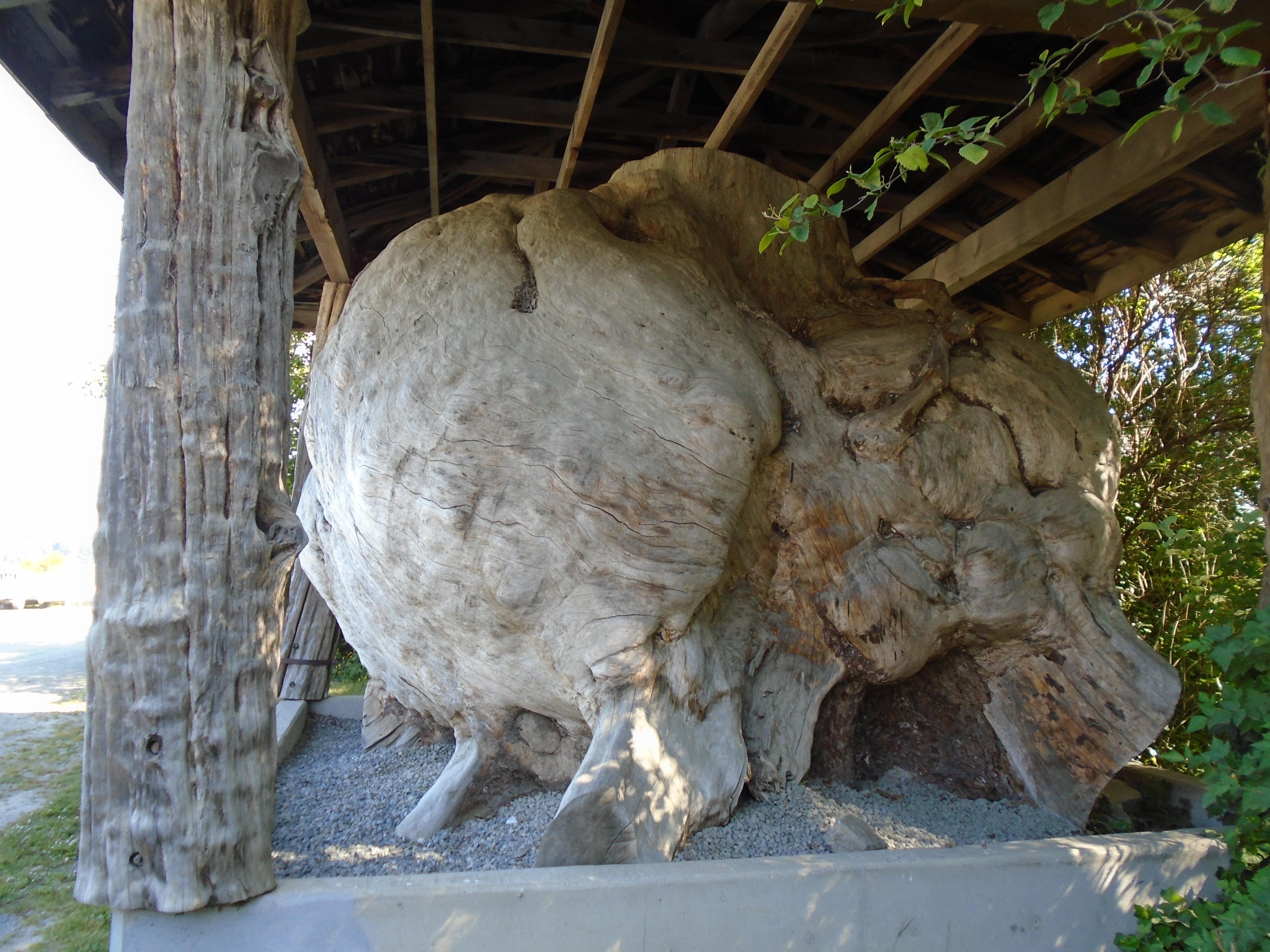 World 's largest Burl