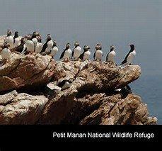 Acadian Boat Tours Puffins, Lighthouses, & Seabirds Cruise