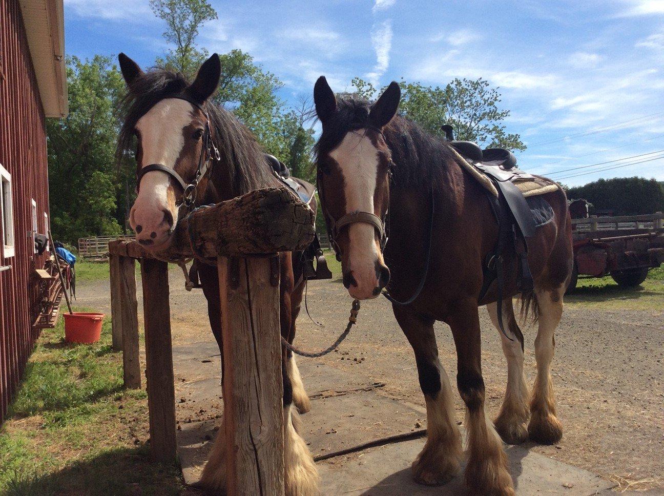 Willow Grove Farm