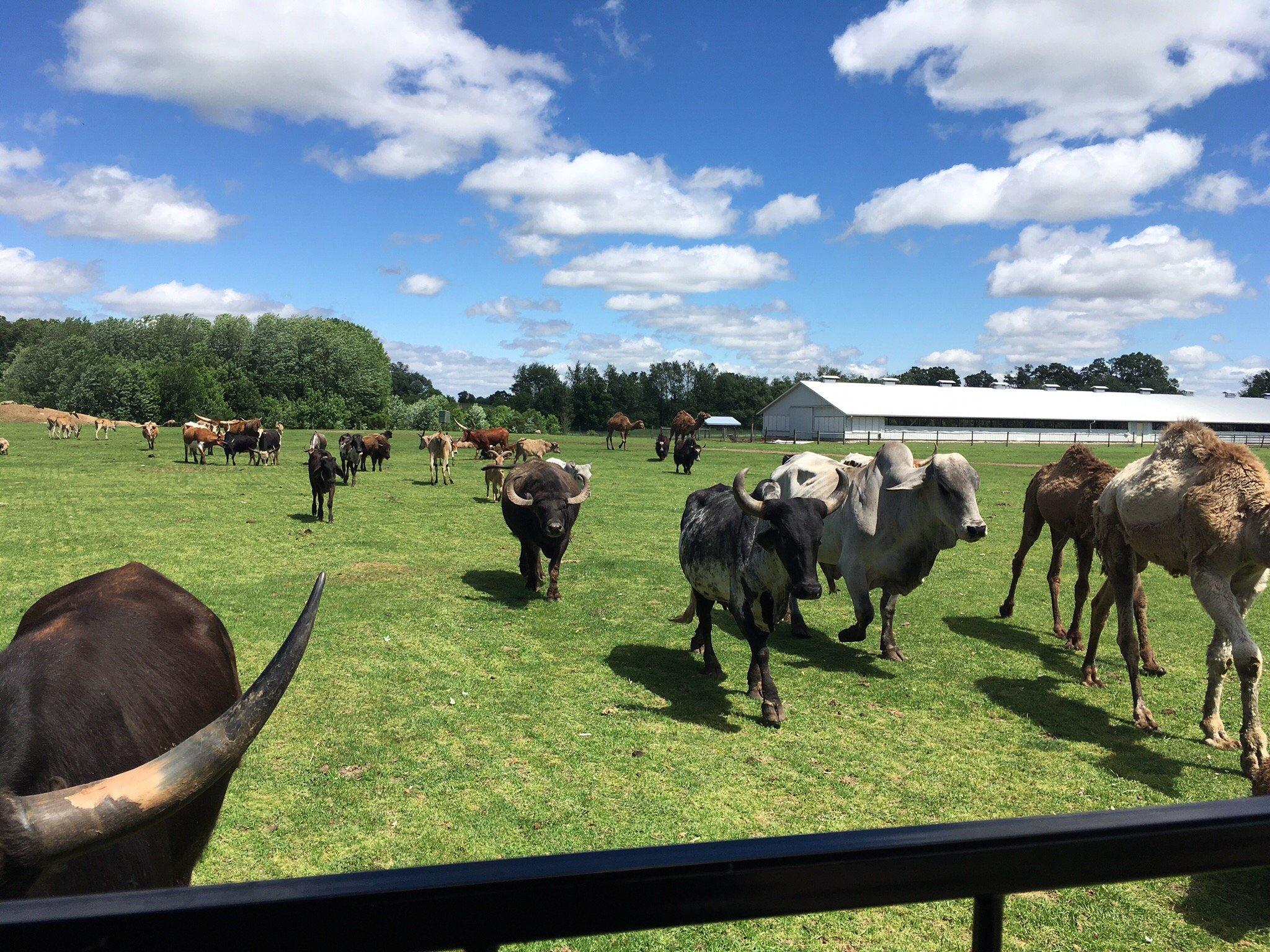 Dutch Creek Farm Animal Park