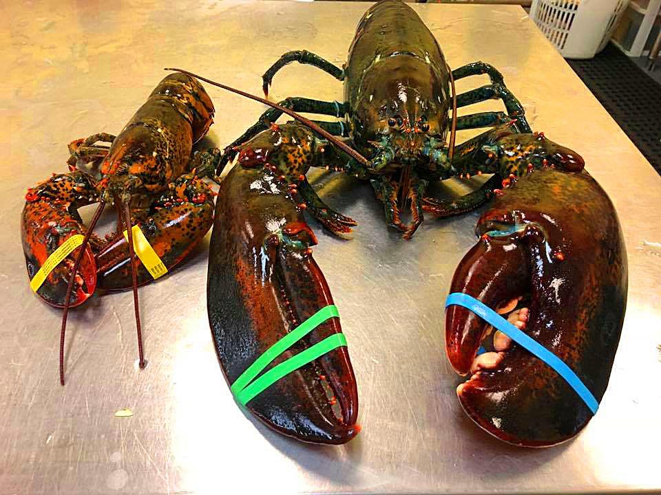 Lotsa Lobster