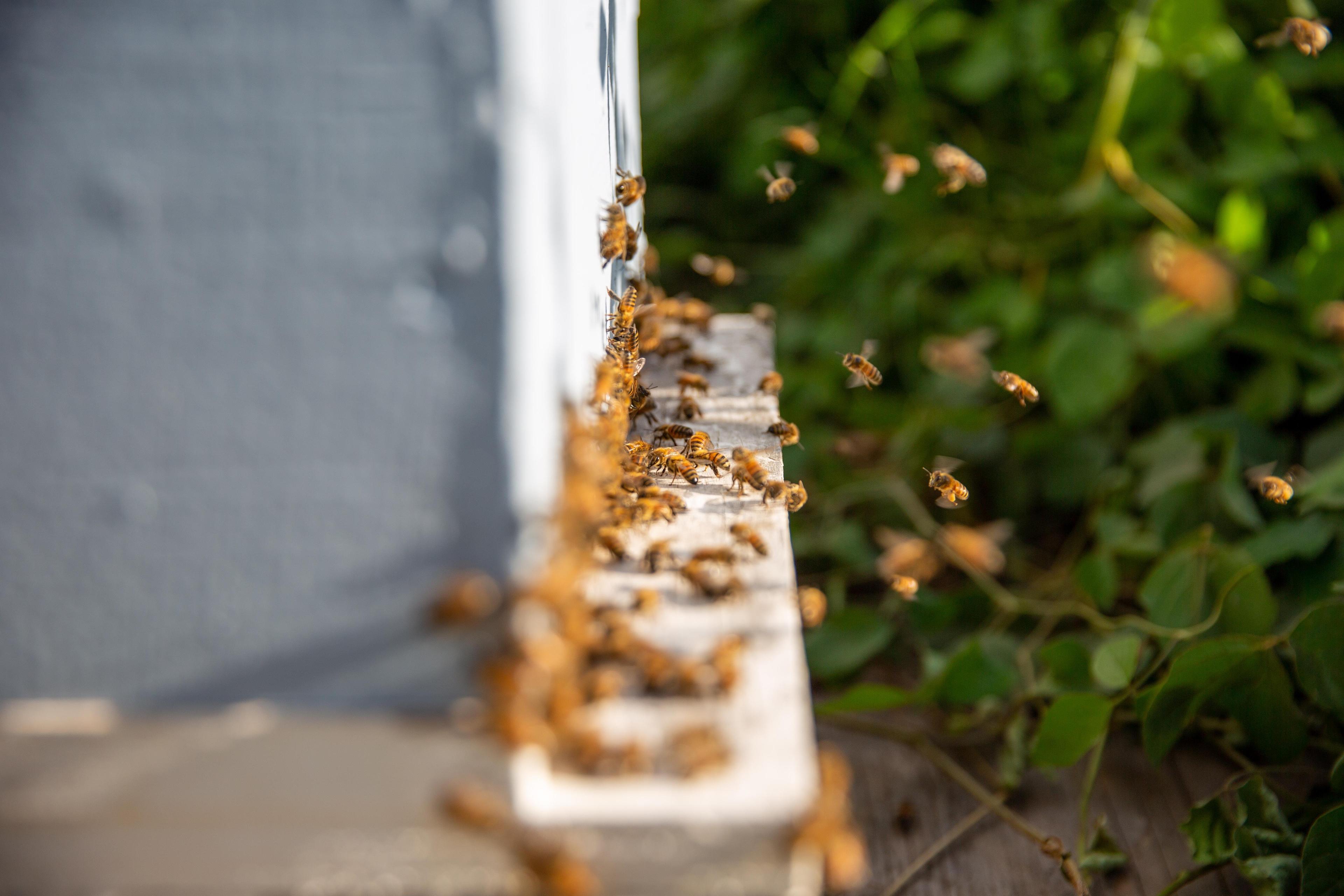 Maui Bees