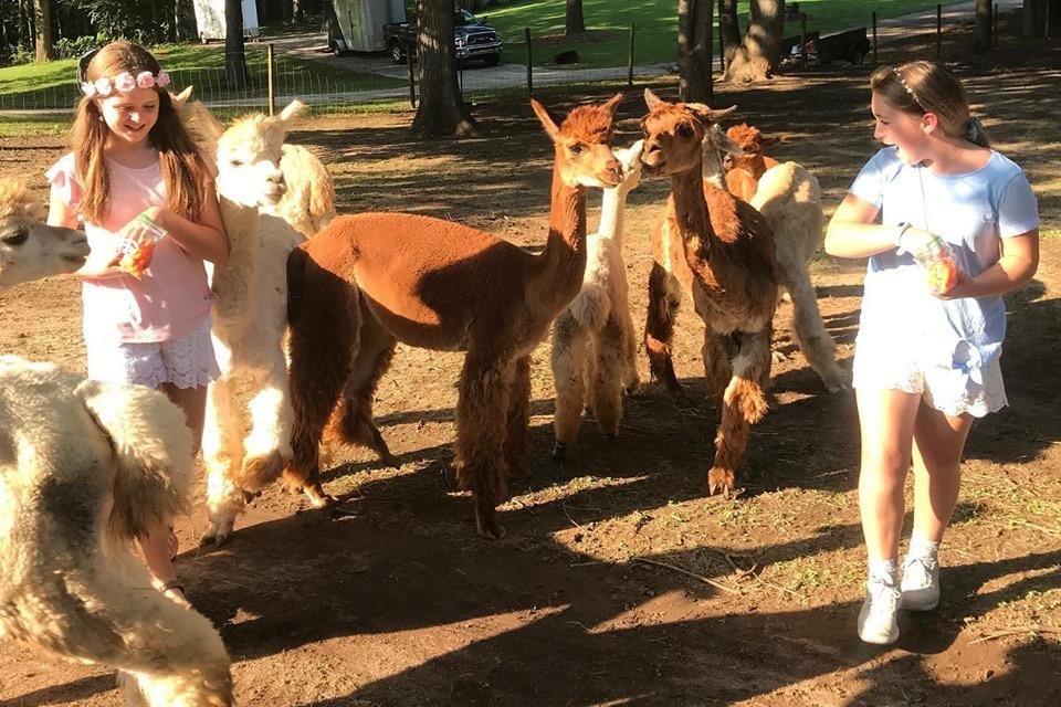 L & R Alpaca Haven Farm