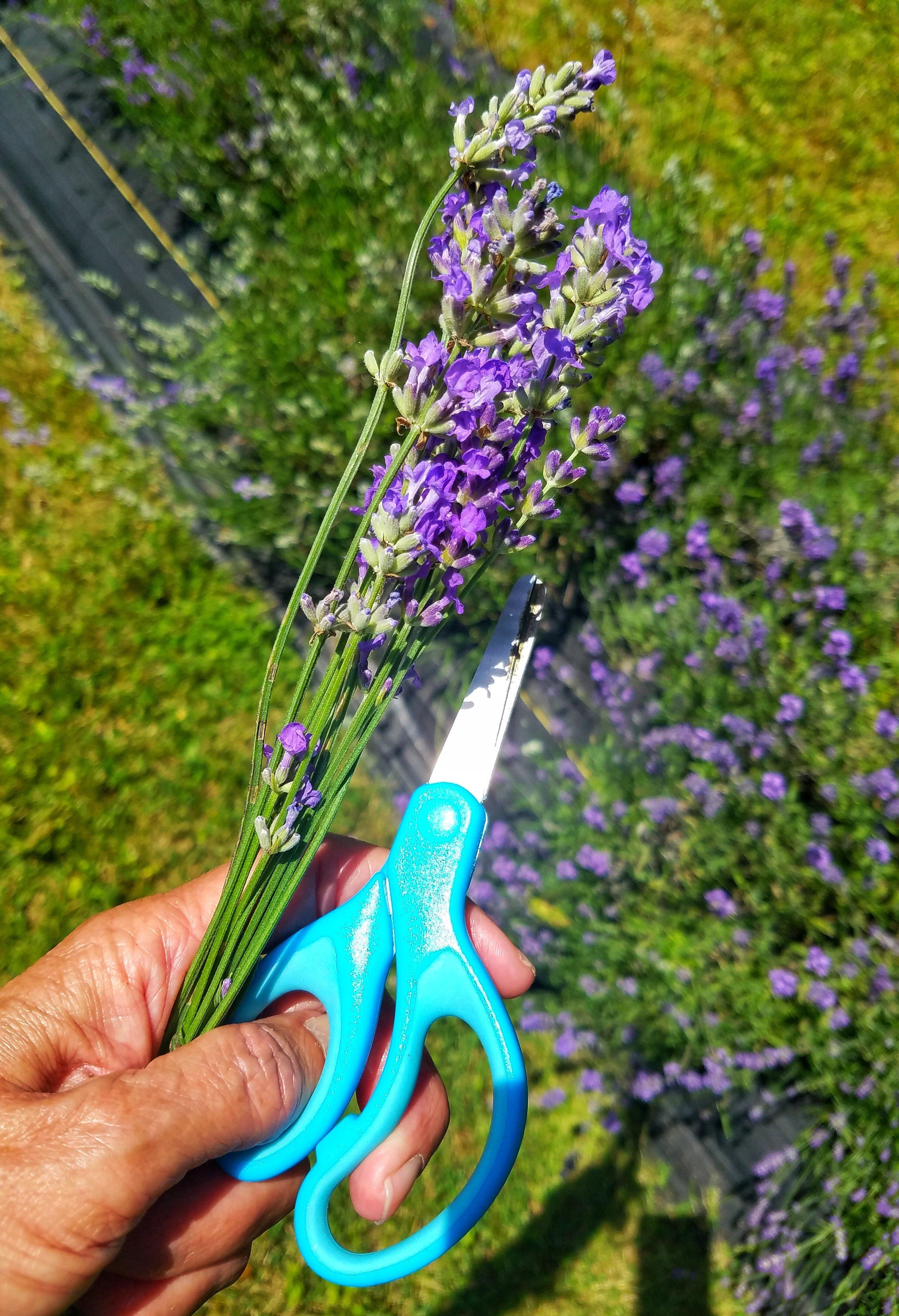 Lakeside Lavender and Herbs