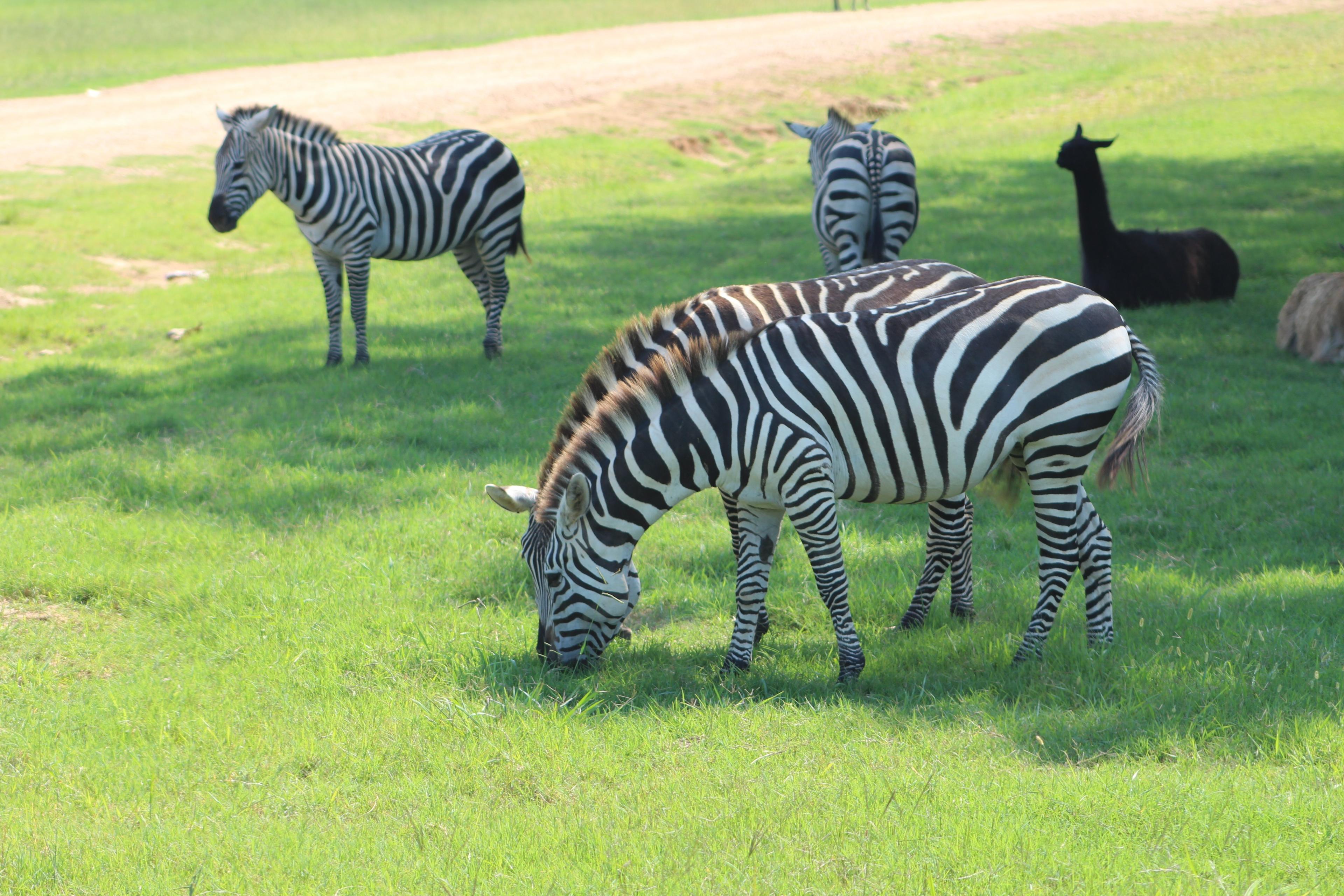 Safari Wild Animal Park