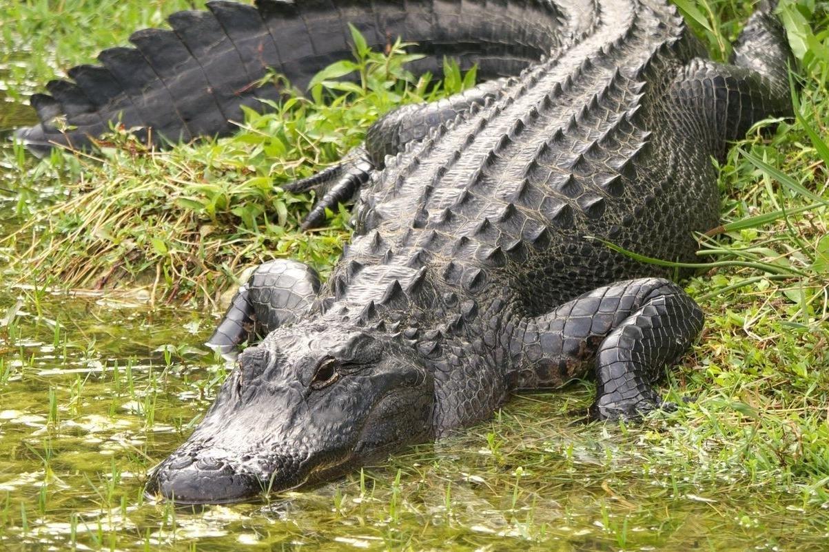 airboat swamp tours