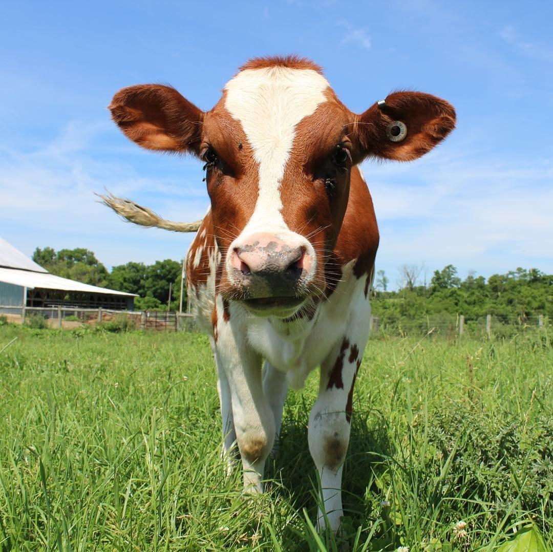 Hameau Farm