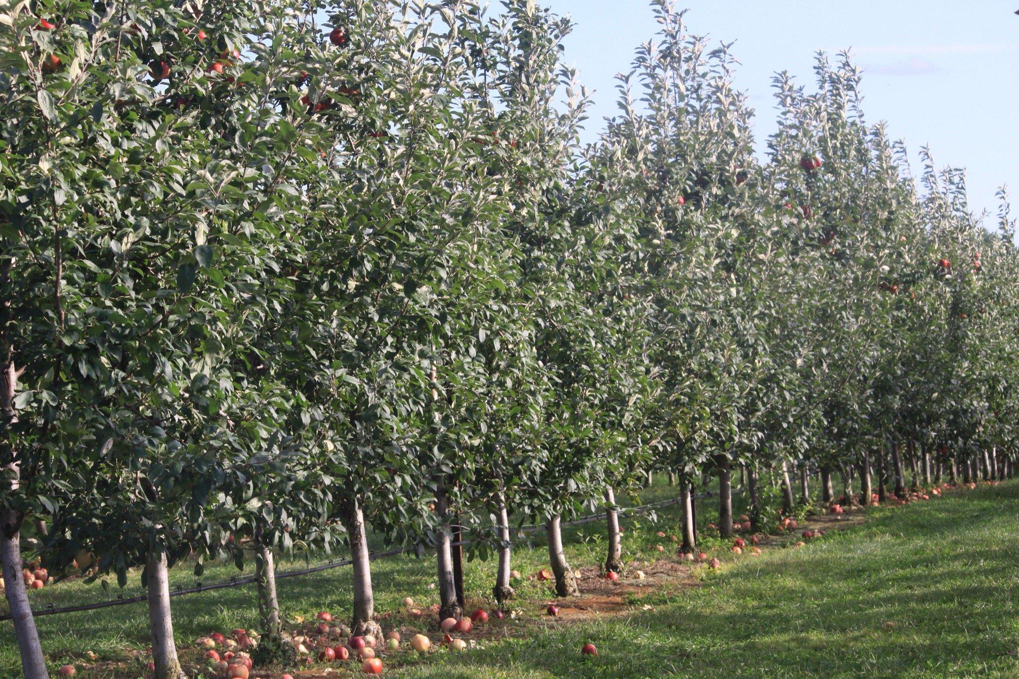 Park Hill Orchard