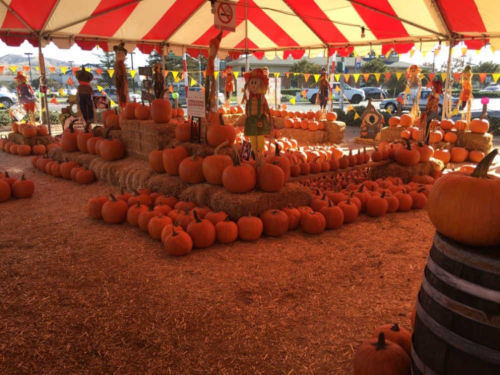 Arizona Pumpkin Patch