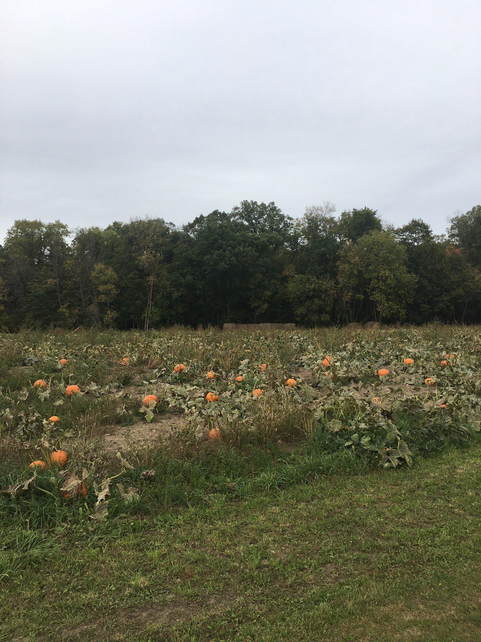 Thea's pumpkin patch