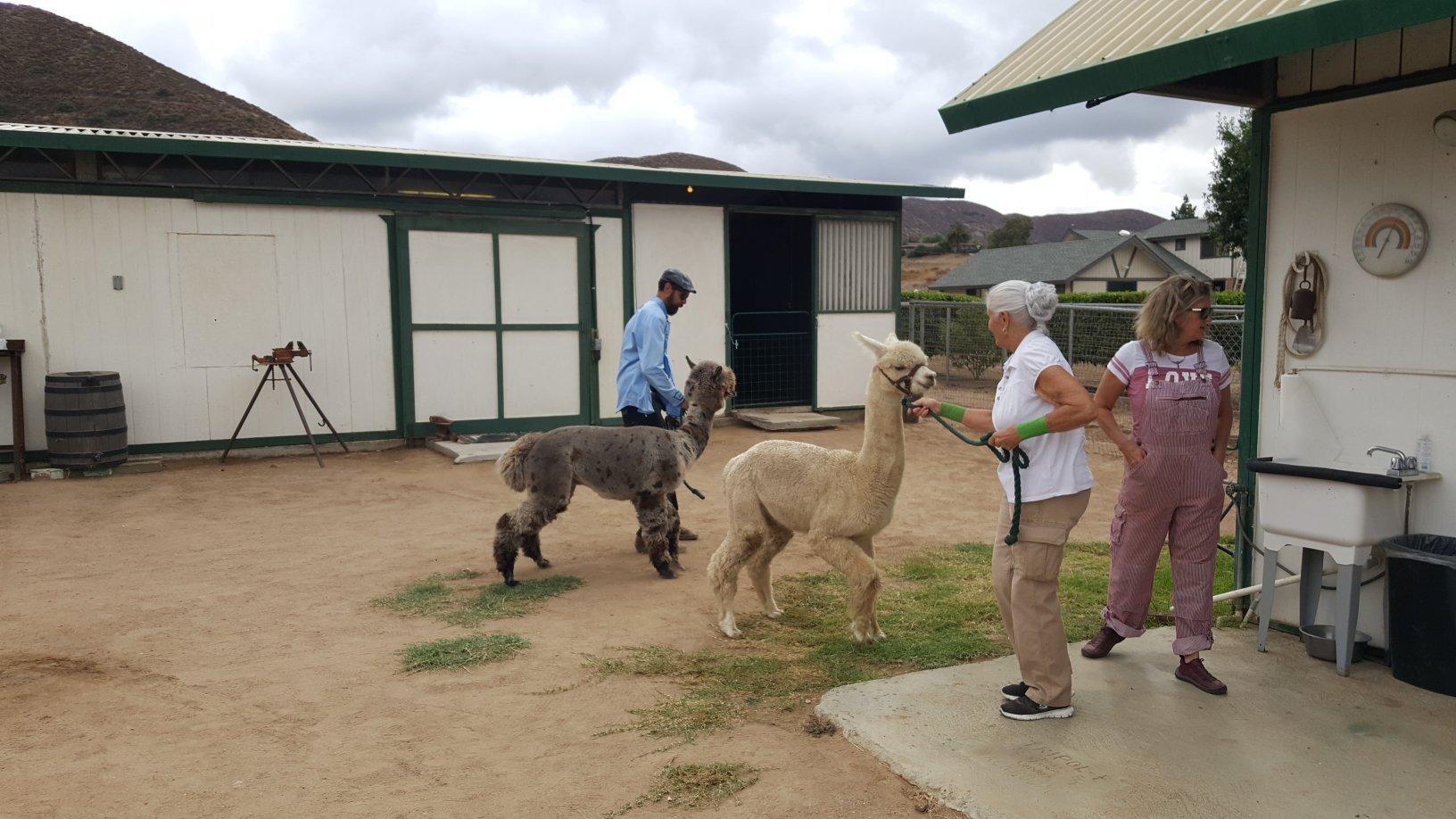 Diamond Valley Alpacas