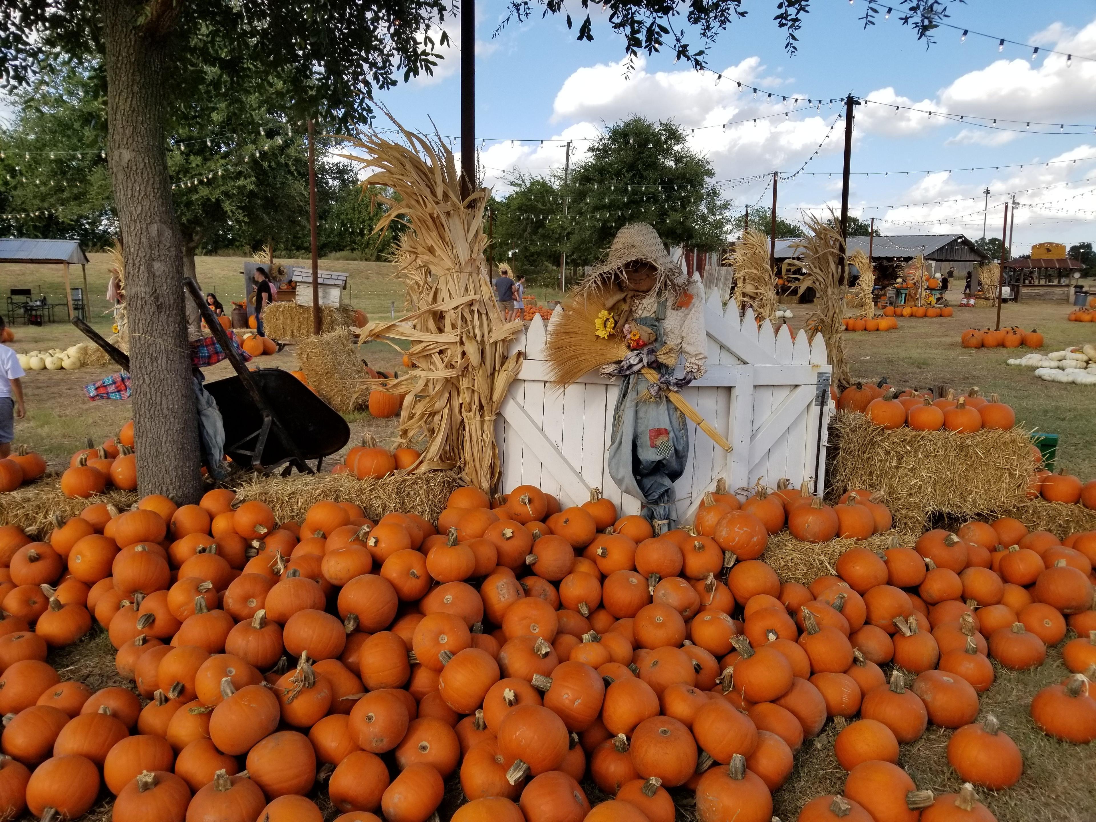 Hall's Pumpkin Farm