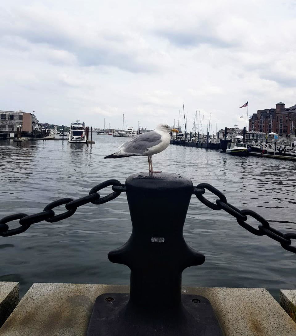 Boston Waterboat Marina