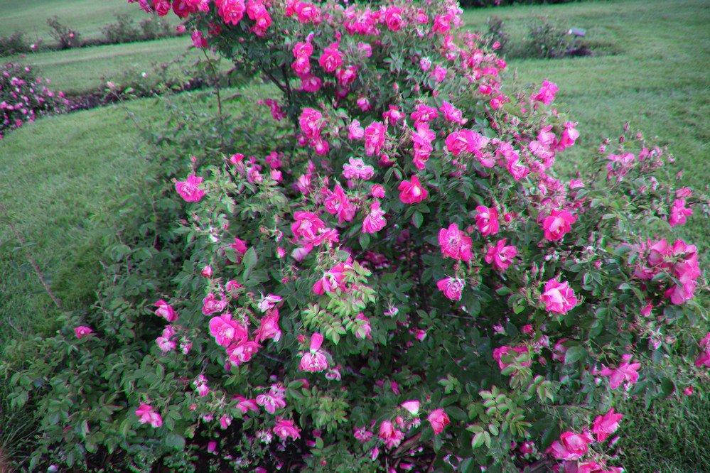 Memorial Rose Garden