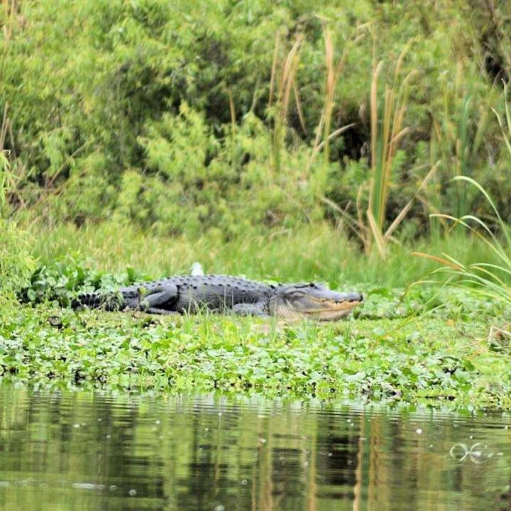 Orlando Gator Hunts and Bowfishing