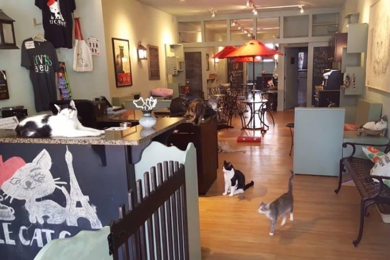 Le Cat Cafe